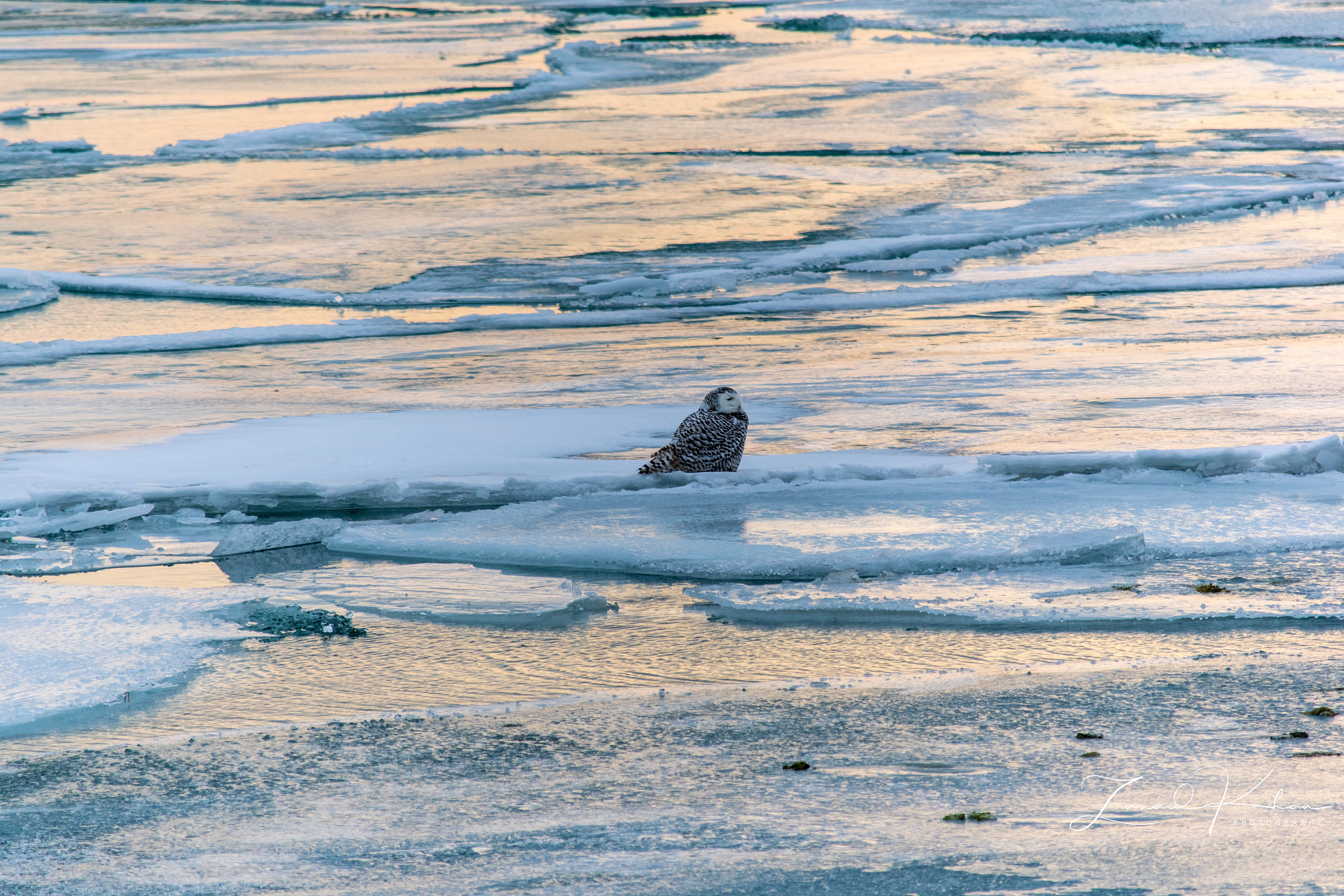 Snowy Owl - Ice Flow