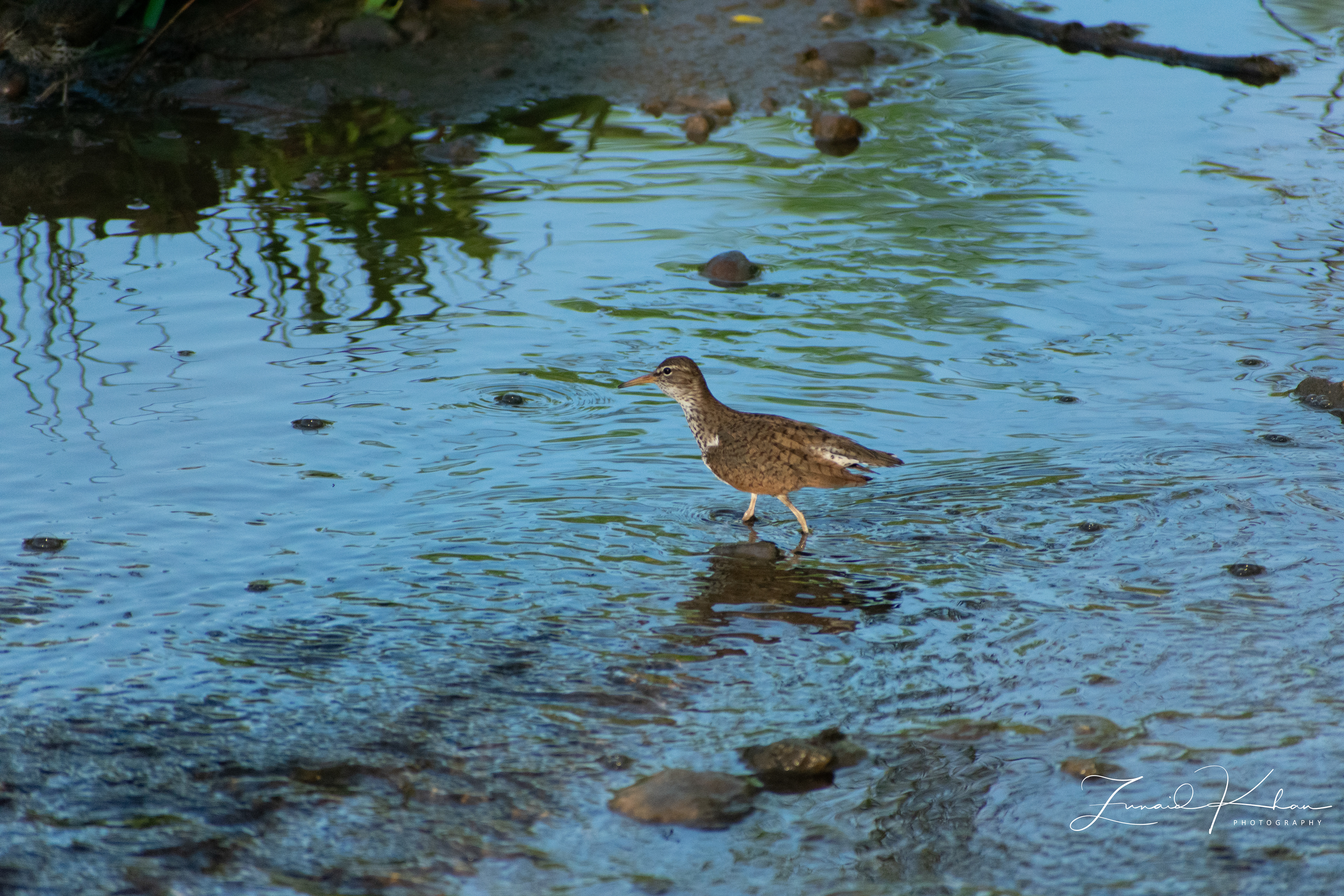 Spotted Sandpiper