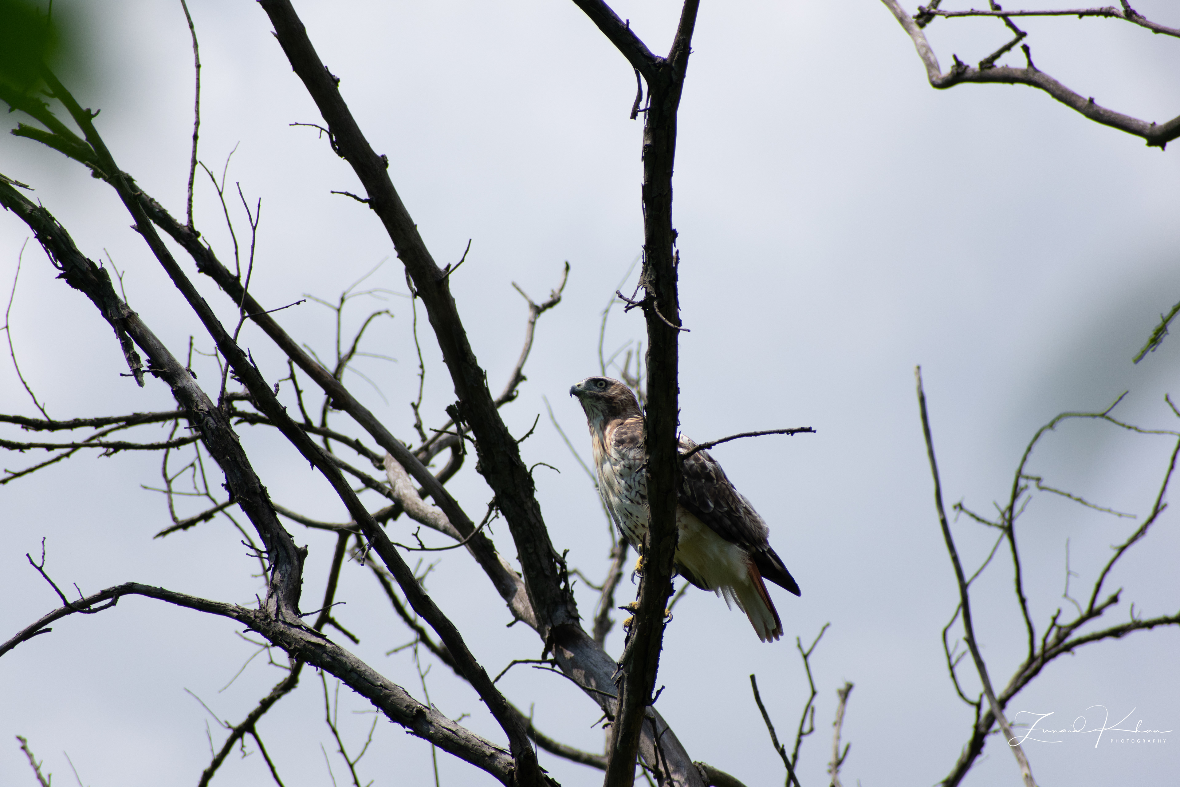 Red-Tailed Hawk II