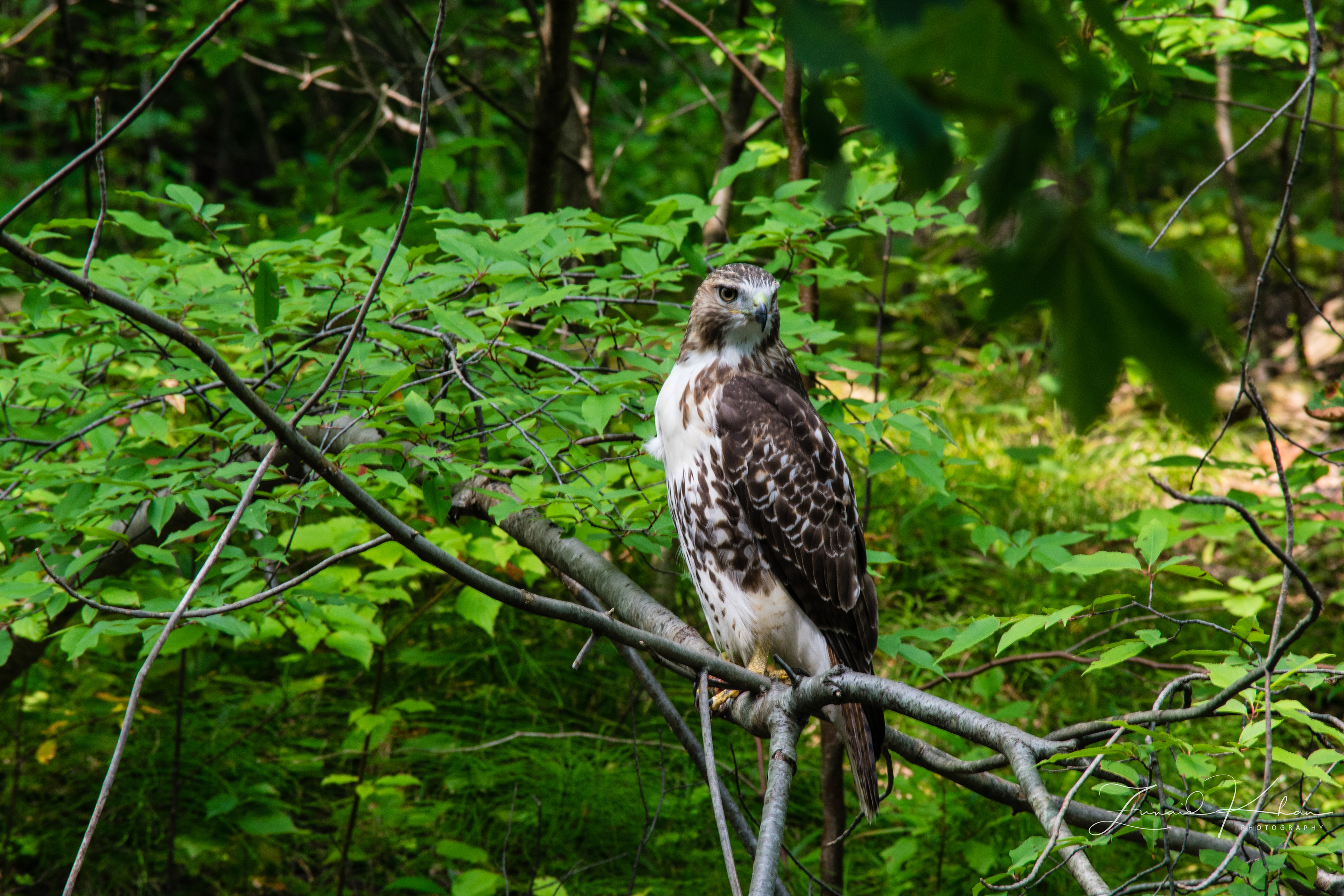 Red-Tailed Hawk