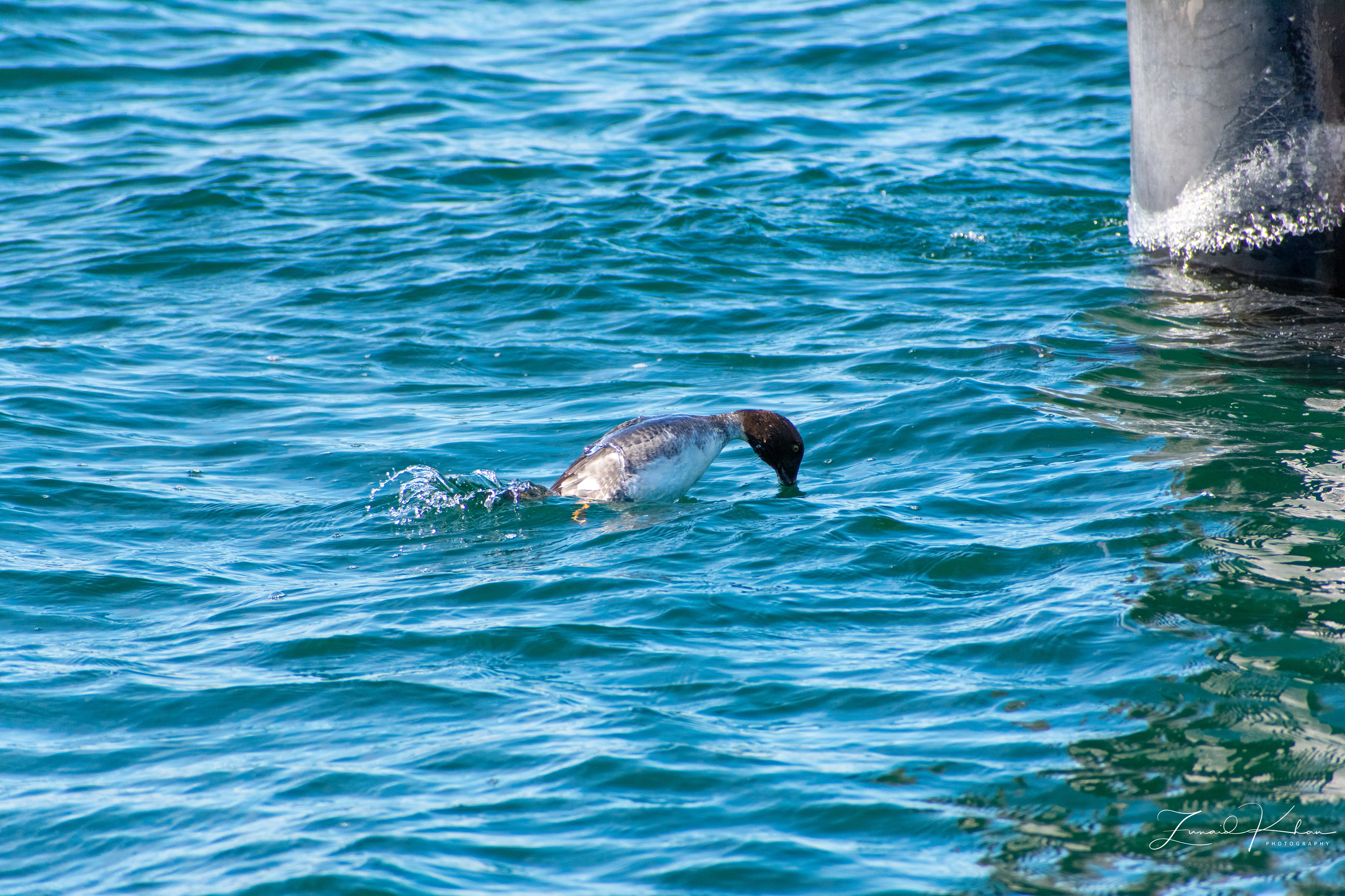 Female Goldeneye Duck - Dive