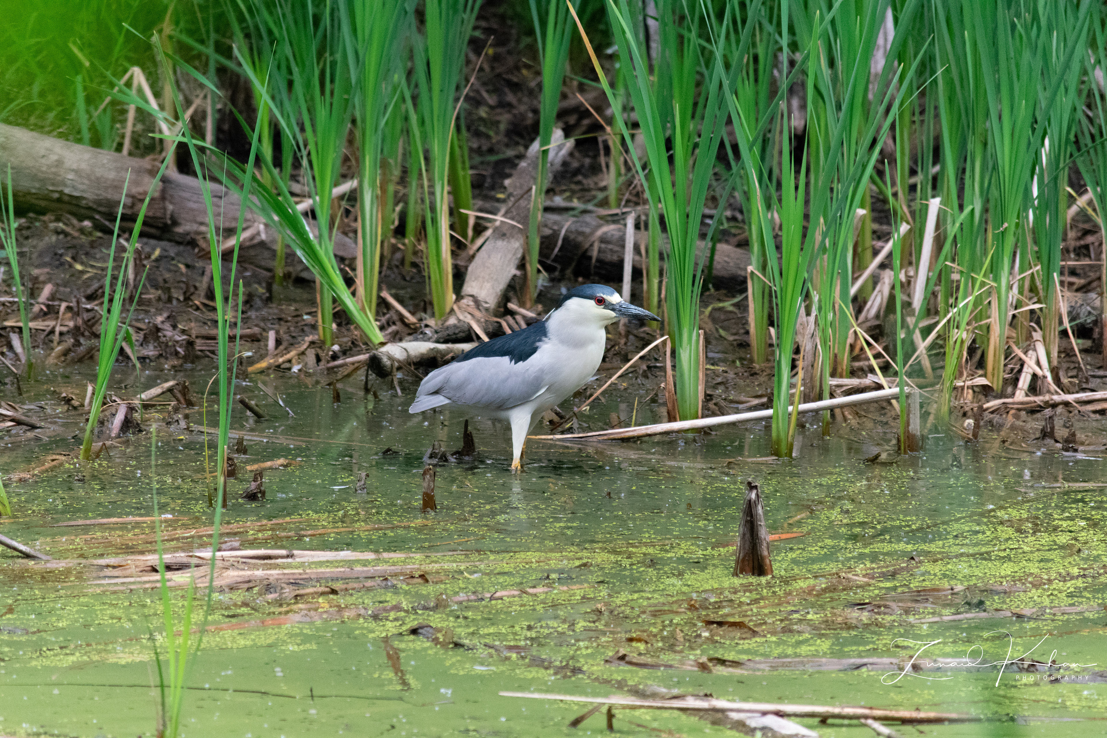 Black-crowned Night Heron - Wetlands