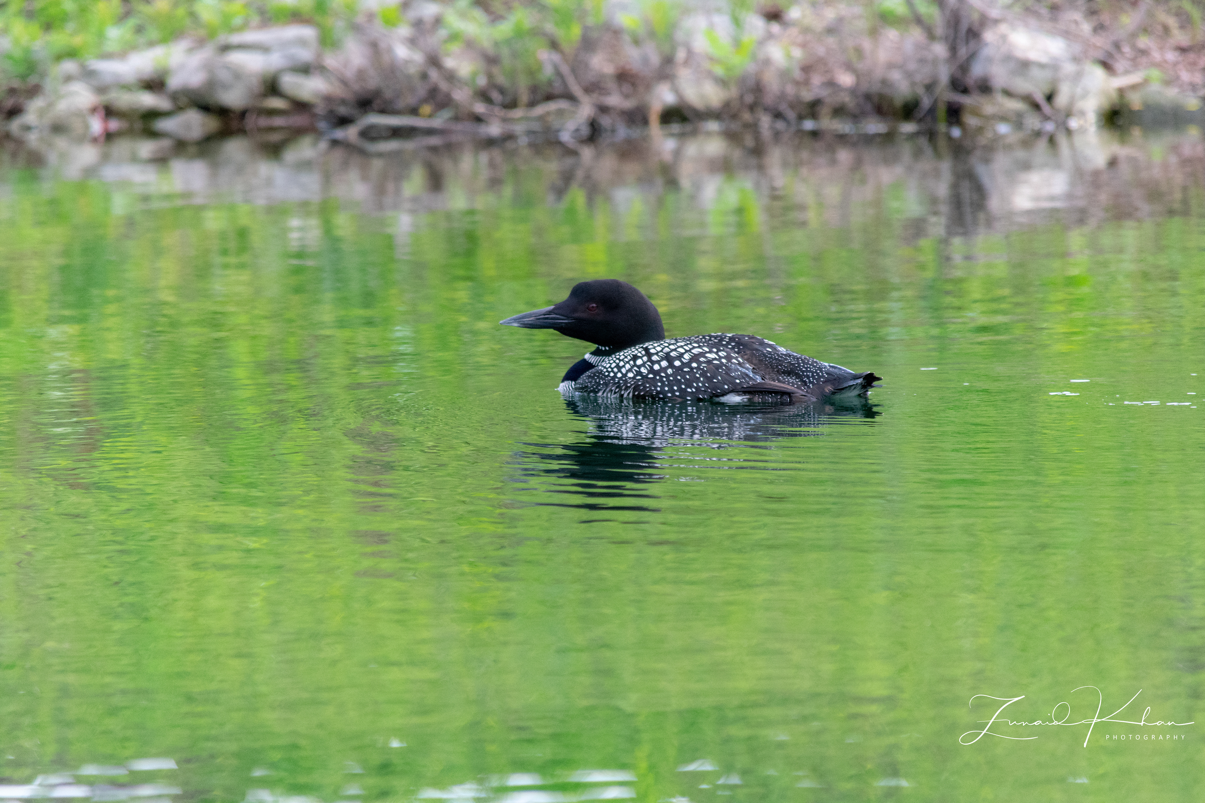 Common Loon - Close Up