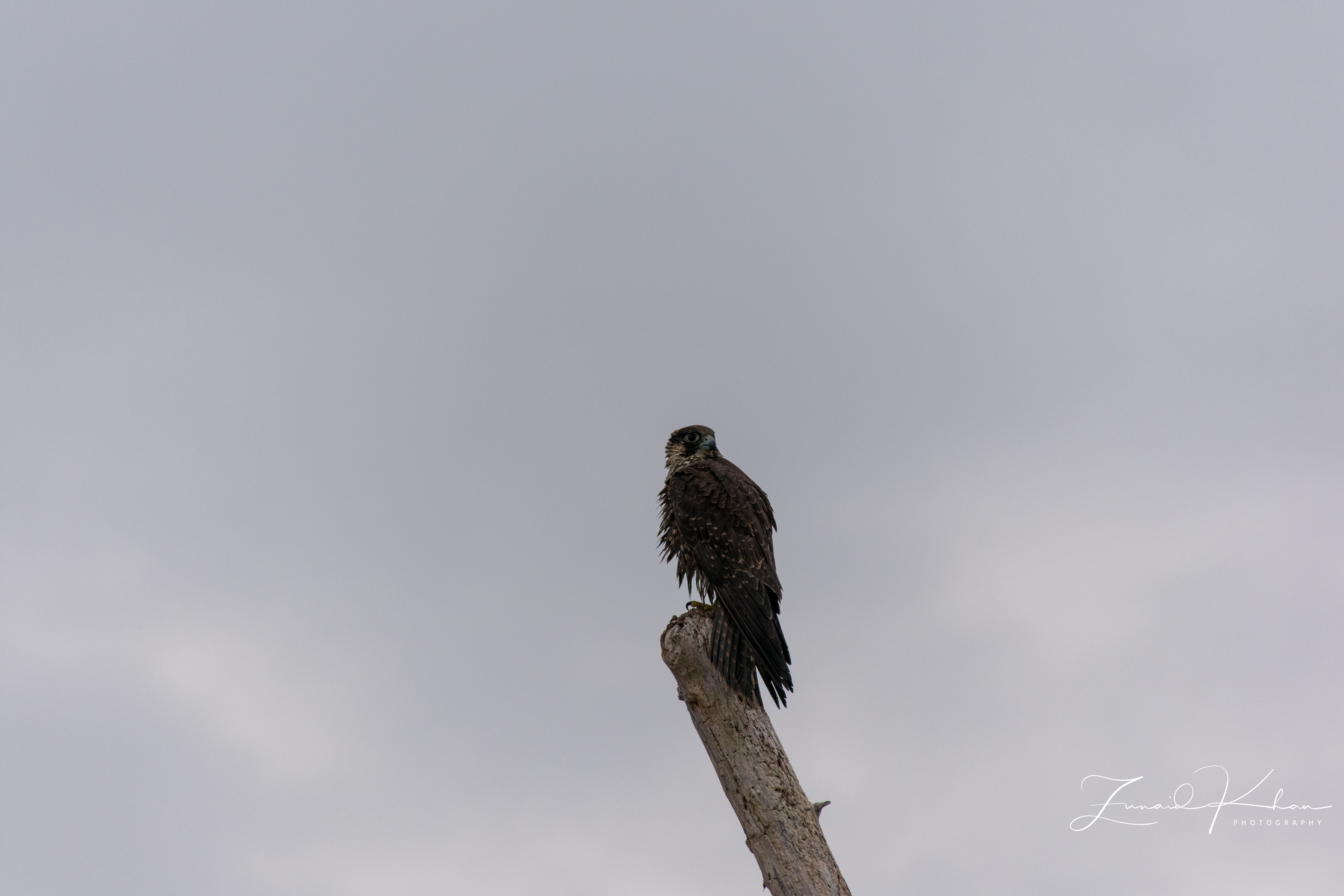 Peregrine Falcon