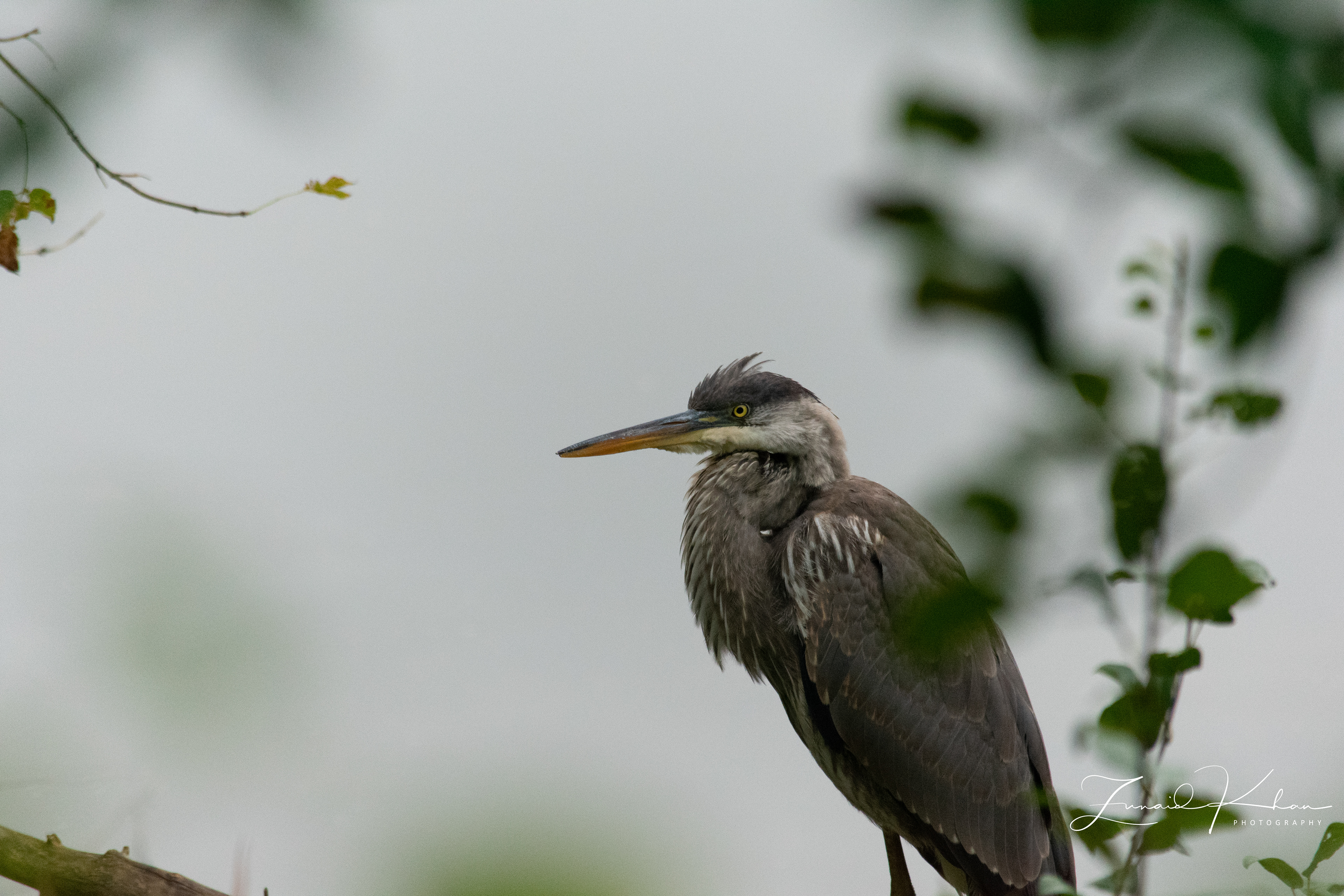 Great Blue Heron - Close up