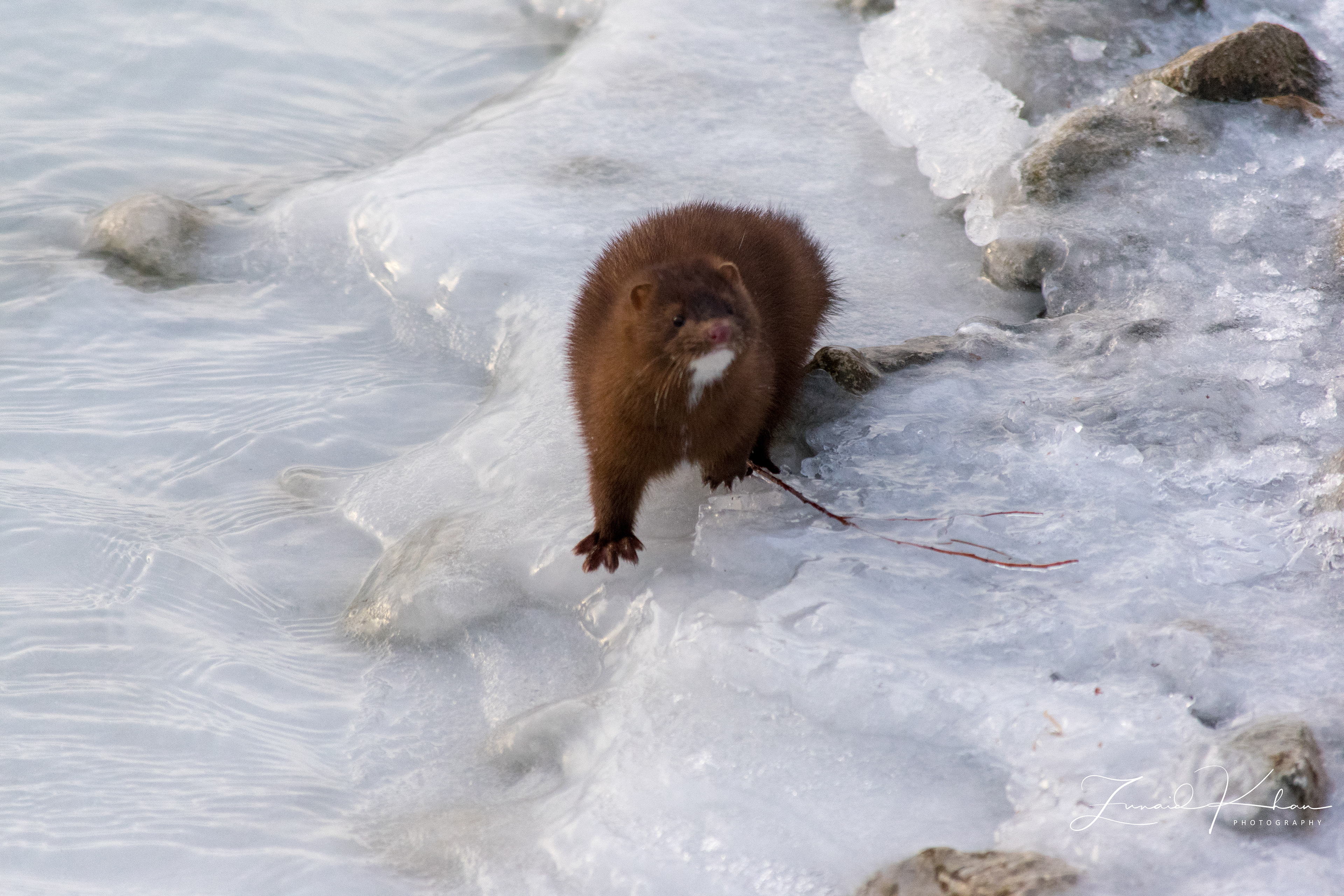 Mink on Ice