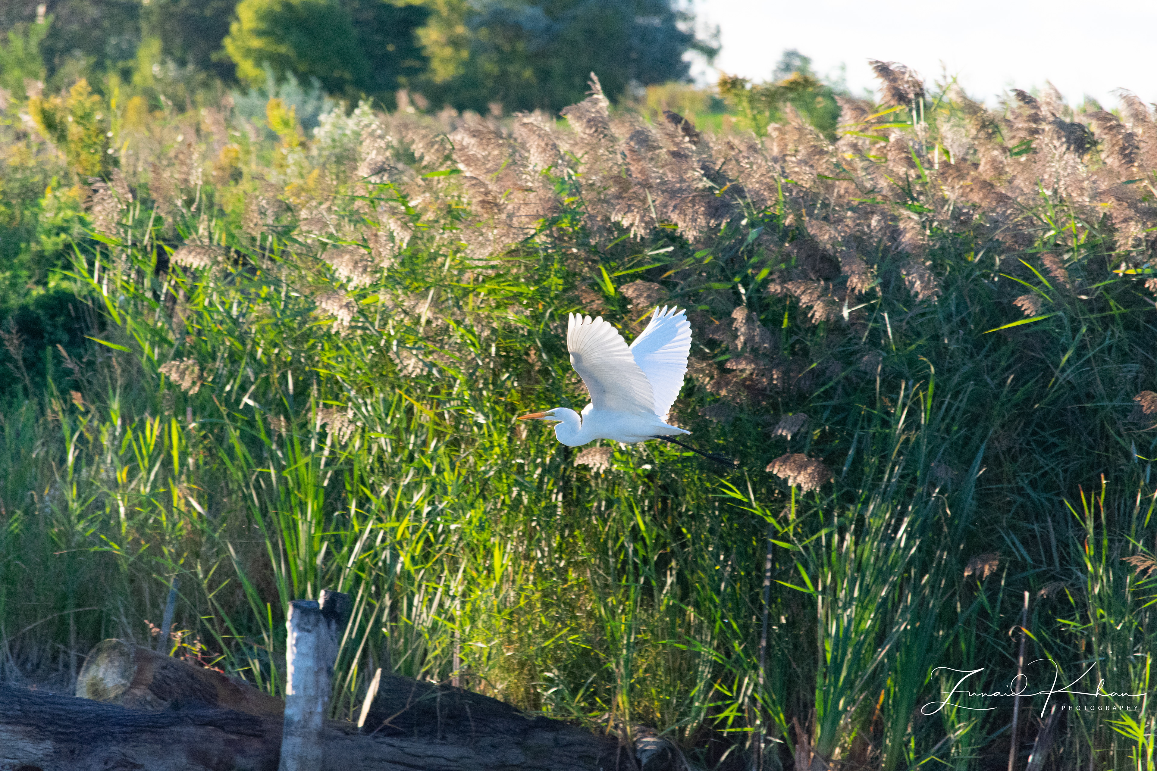 Great Egret in flight