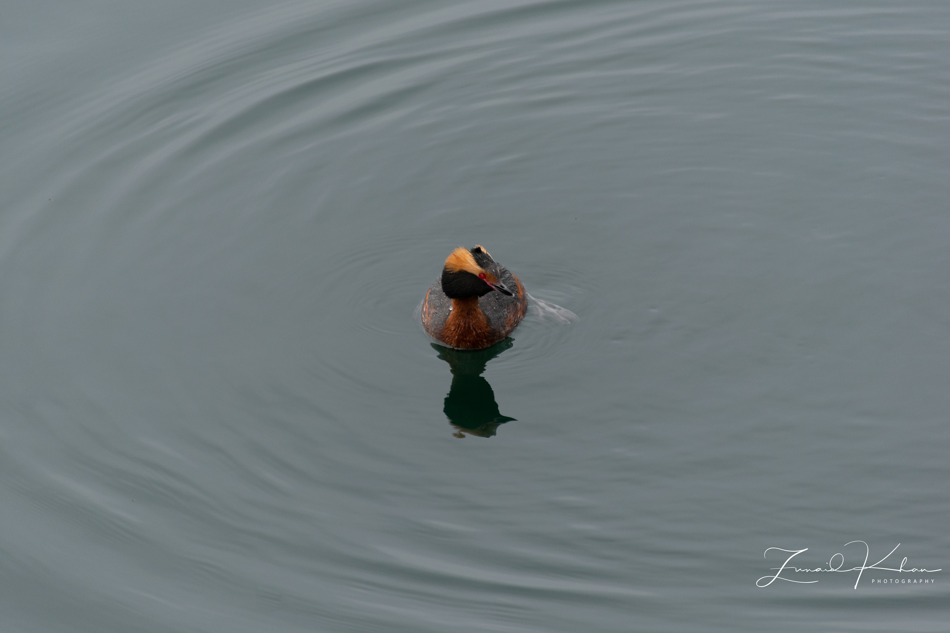 Horned Grebe - Close Up