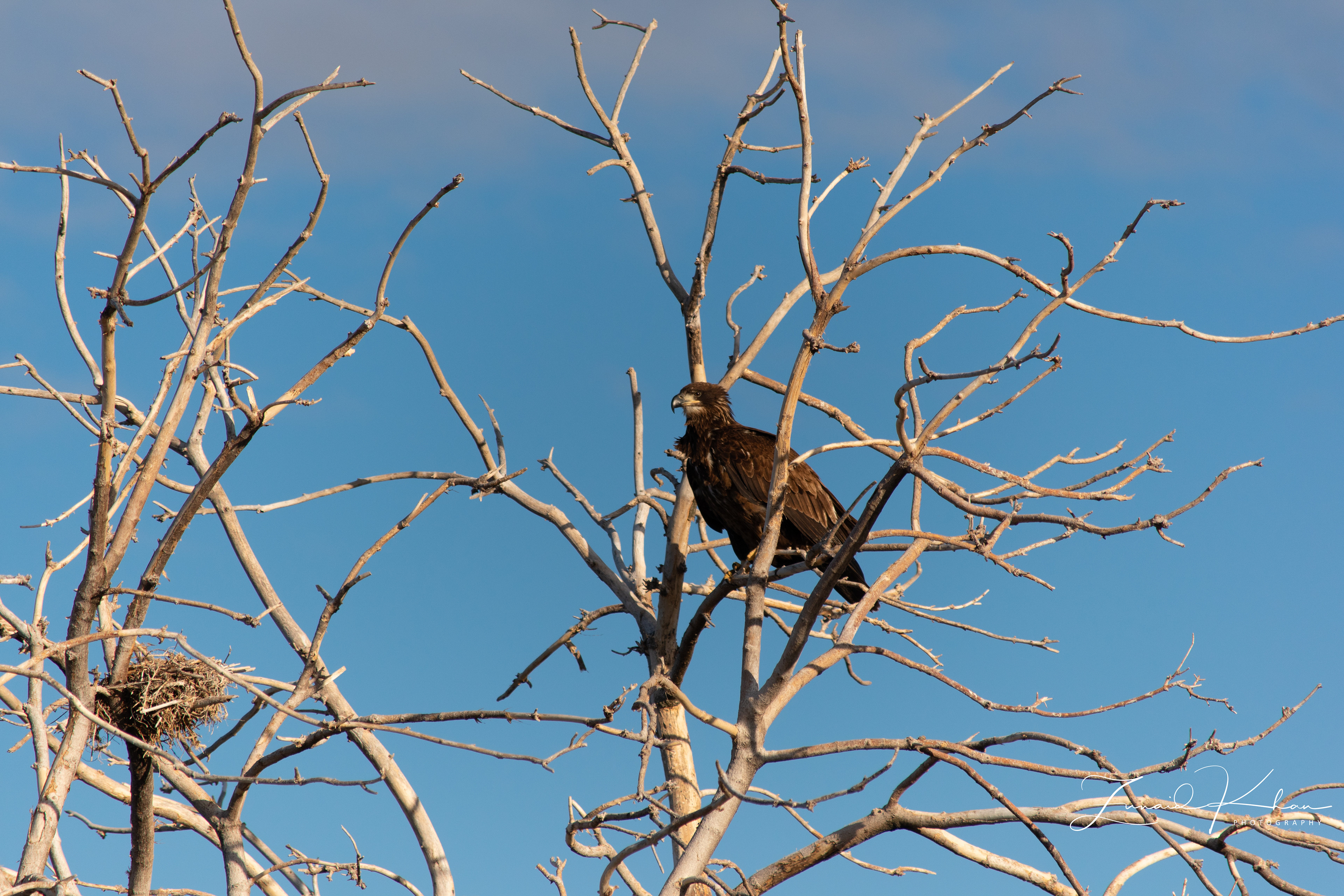 Perched Juvenile Bald Eagle