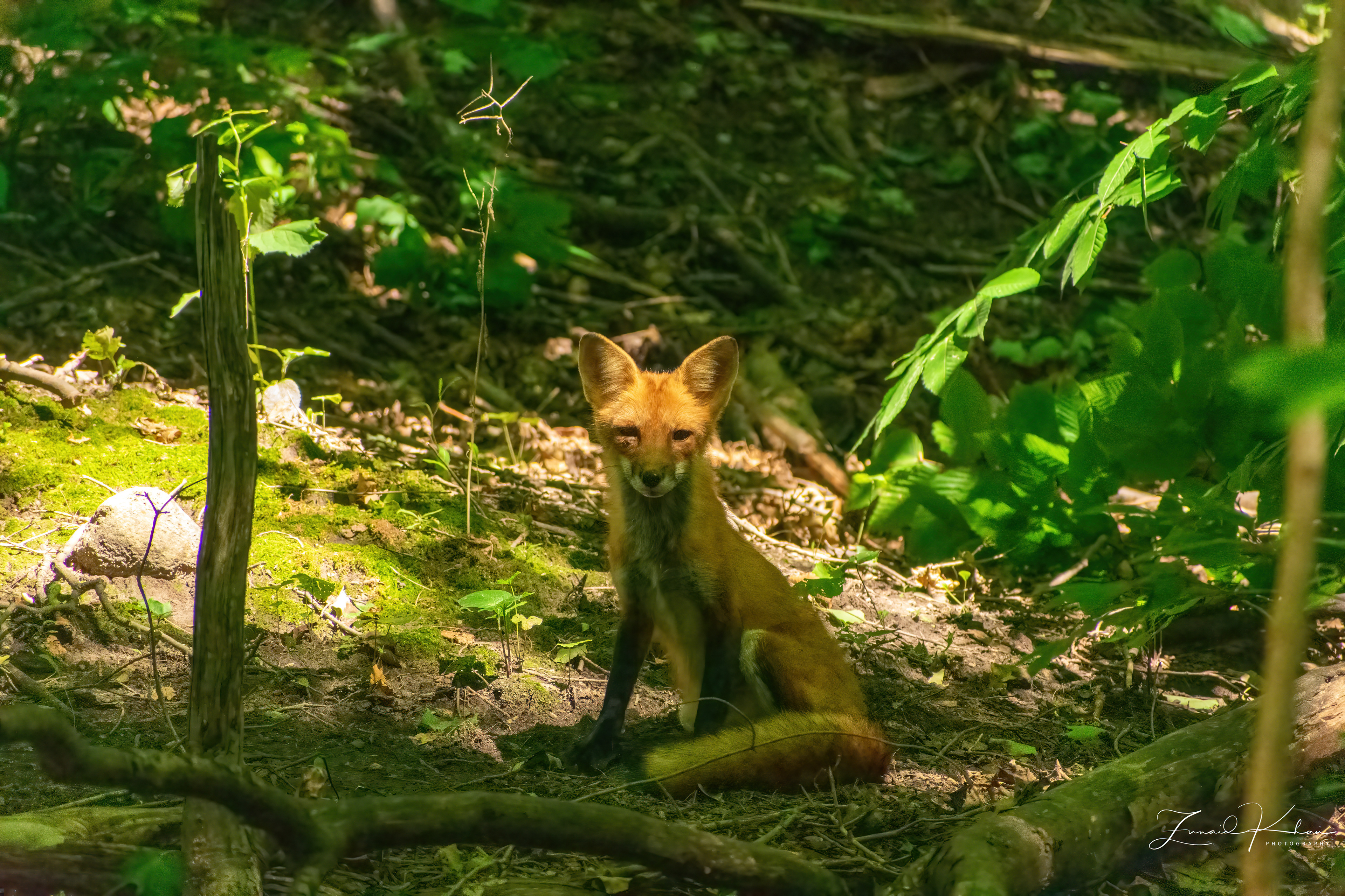 Fox in Ravine