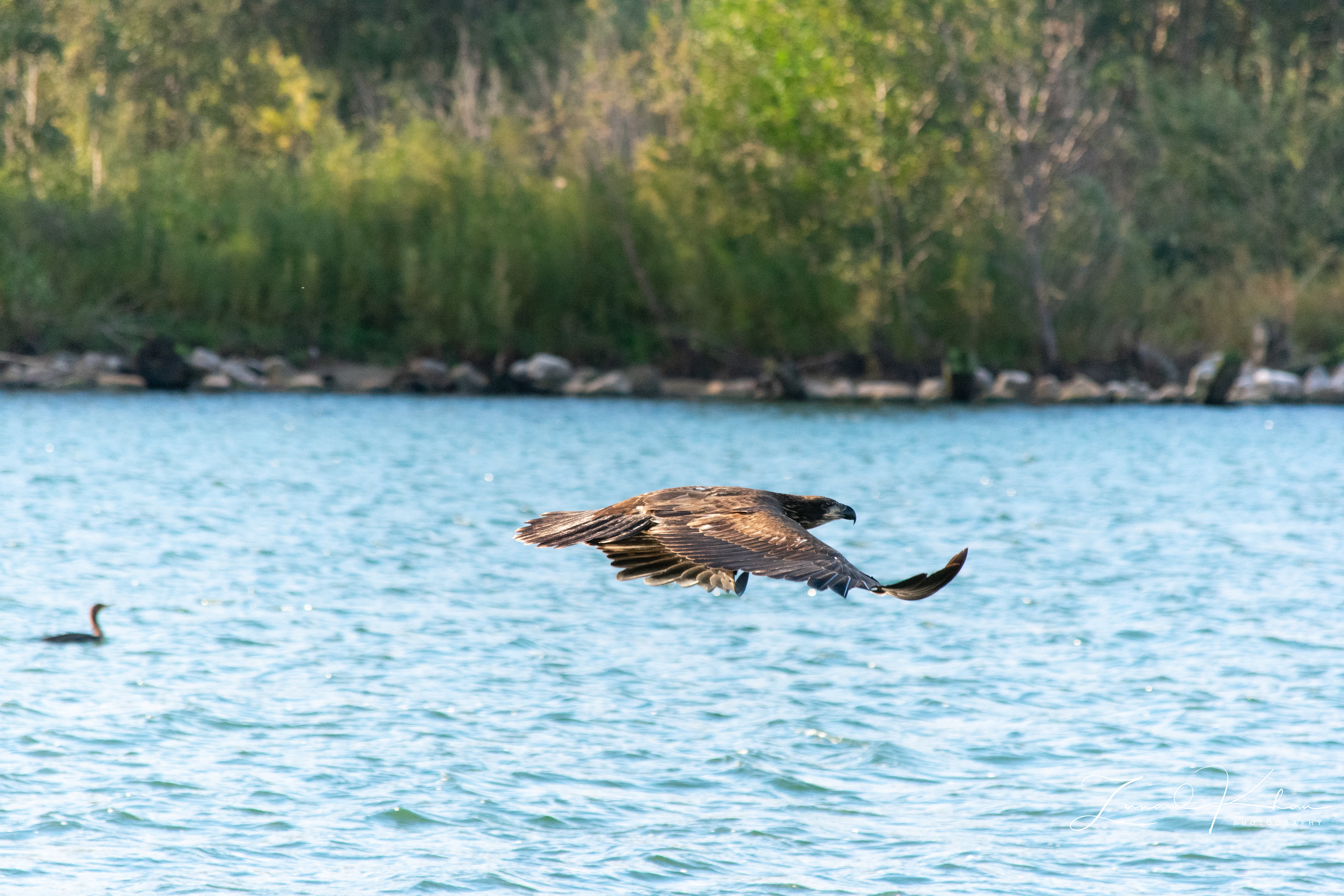 Juvenile Bald Eagle