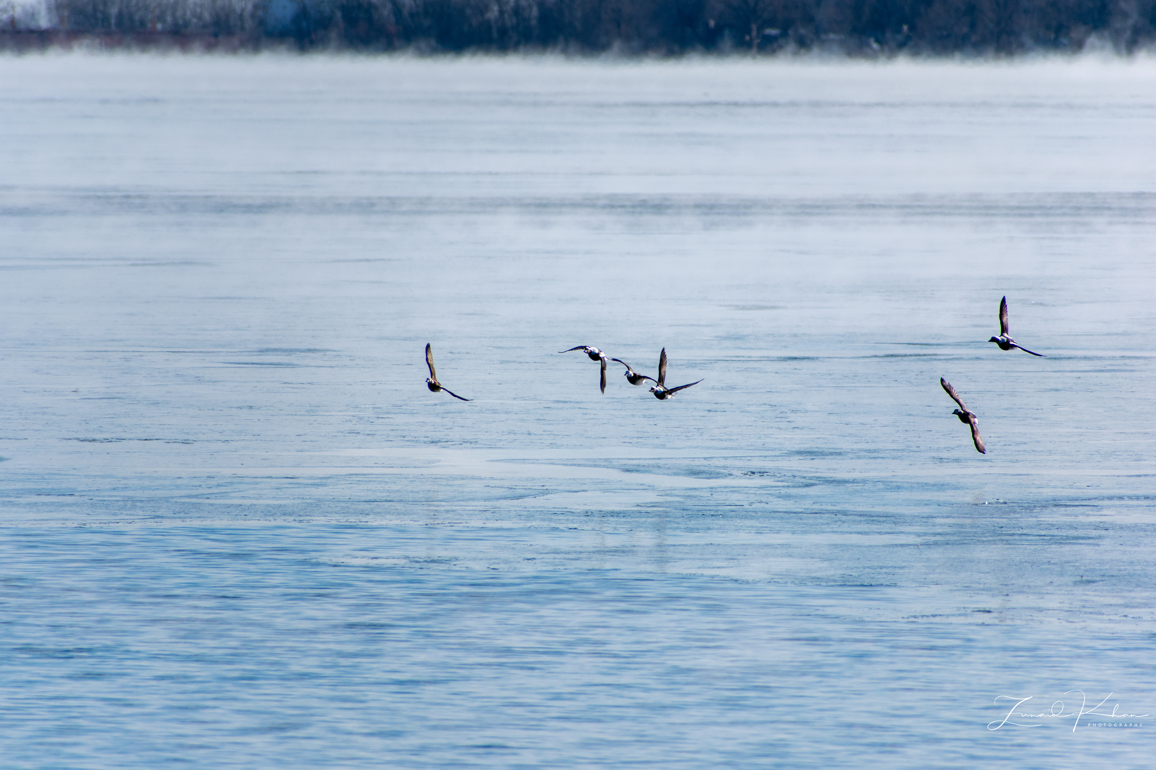 Long-tailed Duck in flight