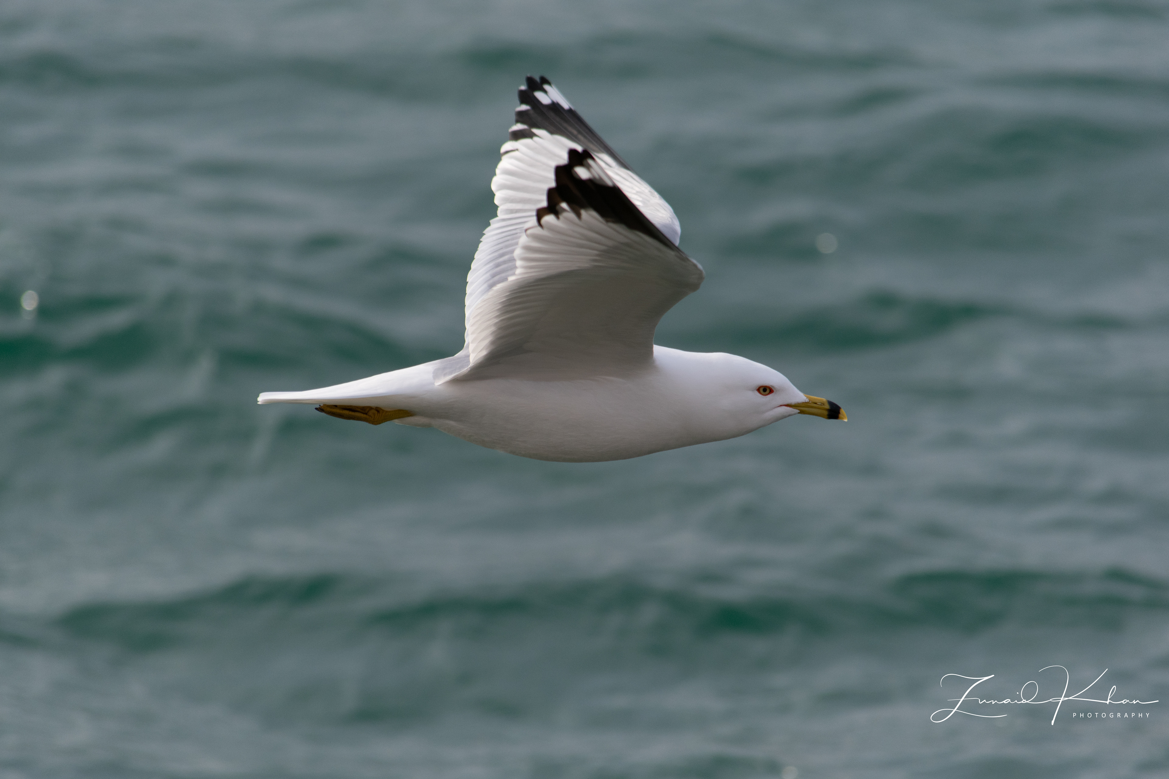 Ring-billed Gull