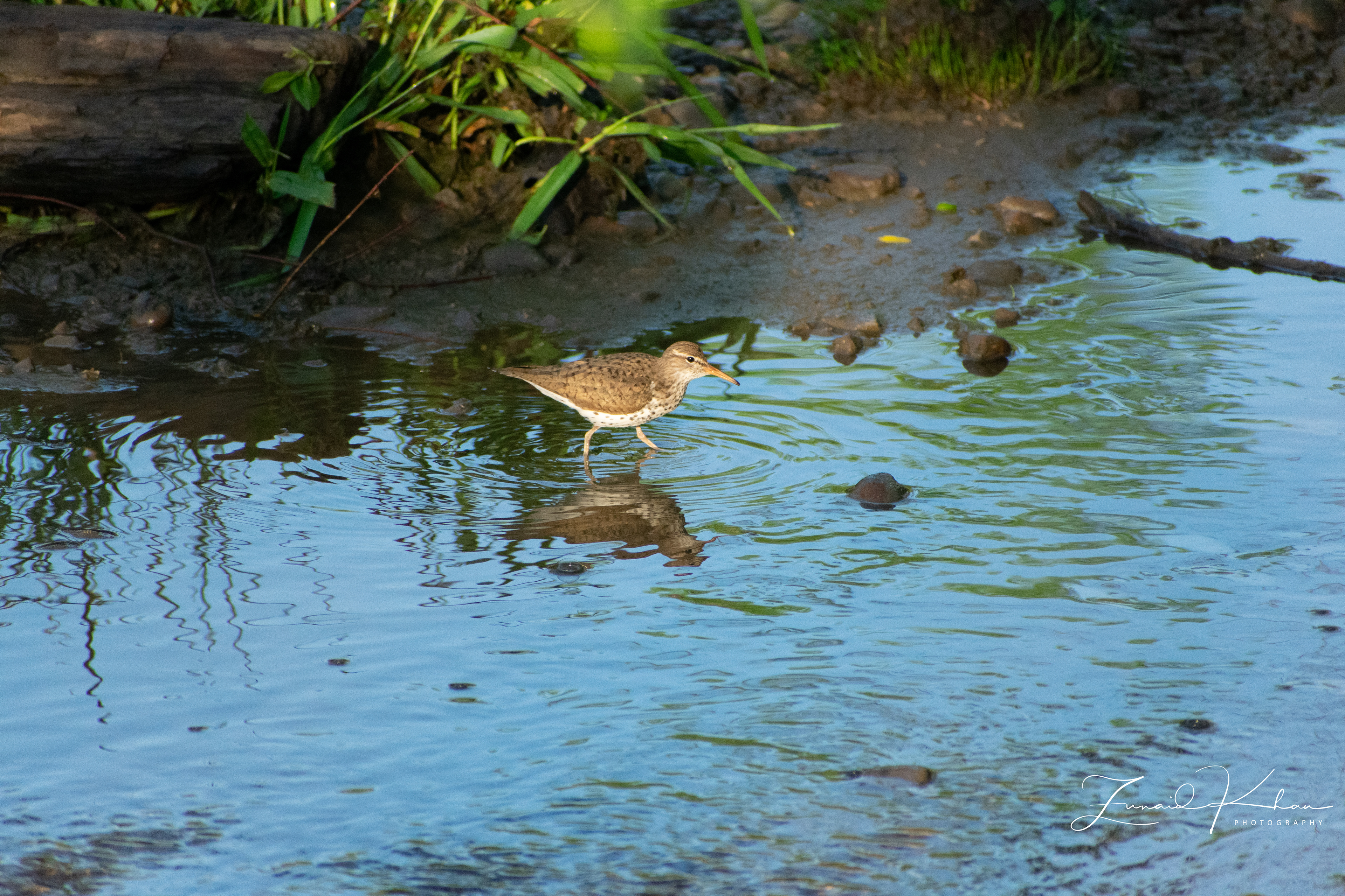Spotted Sandpiper Reflection