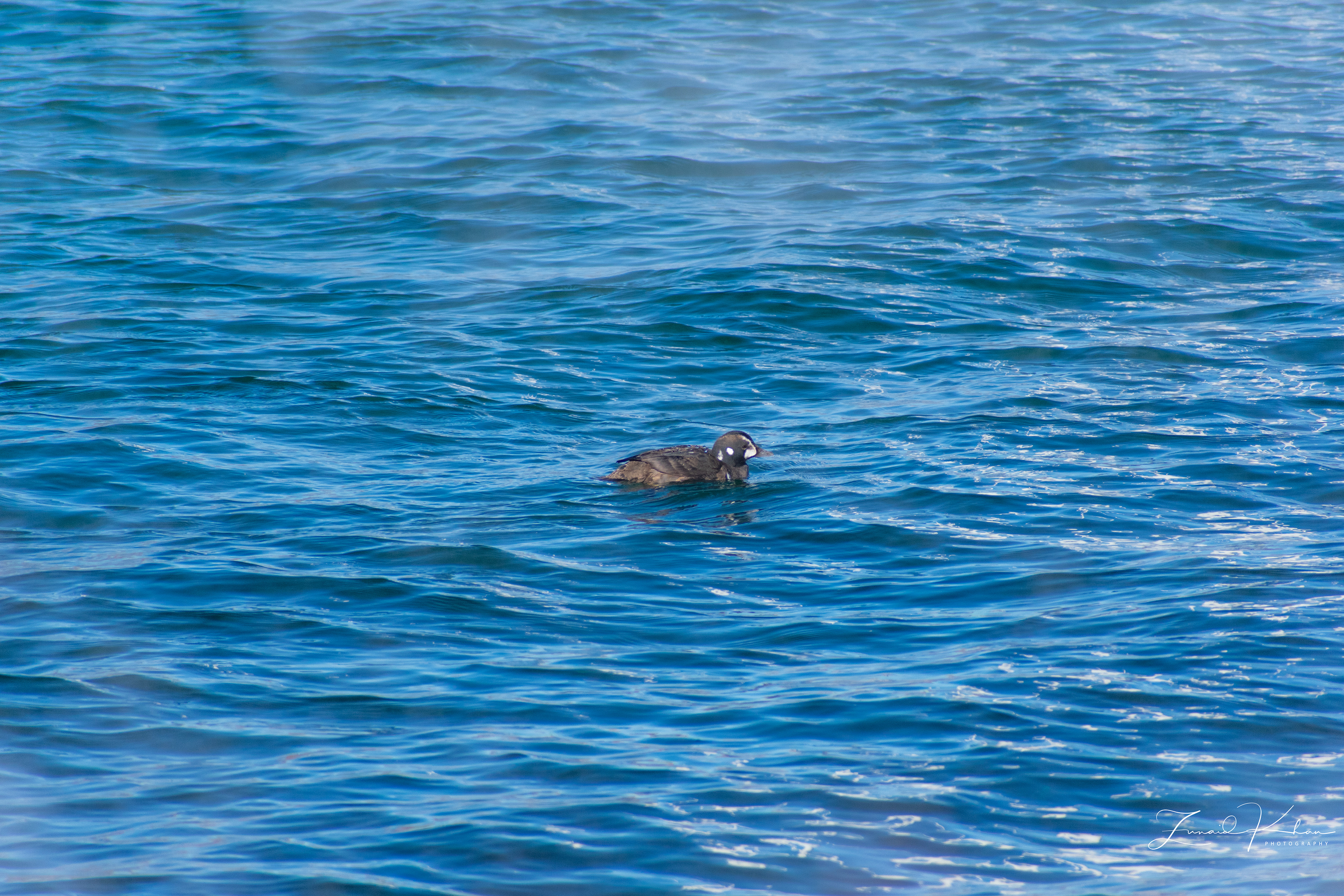 Harlequin duck