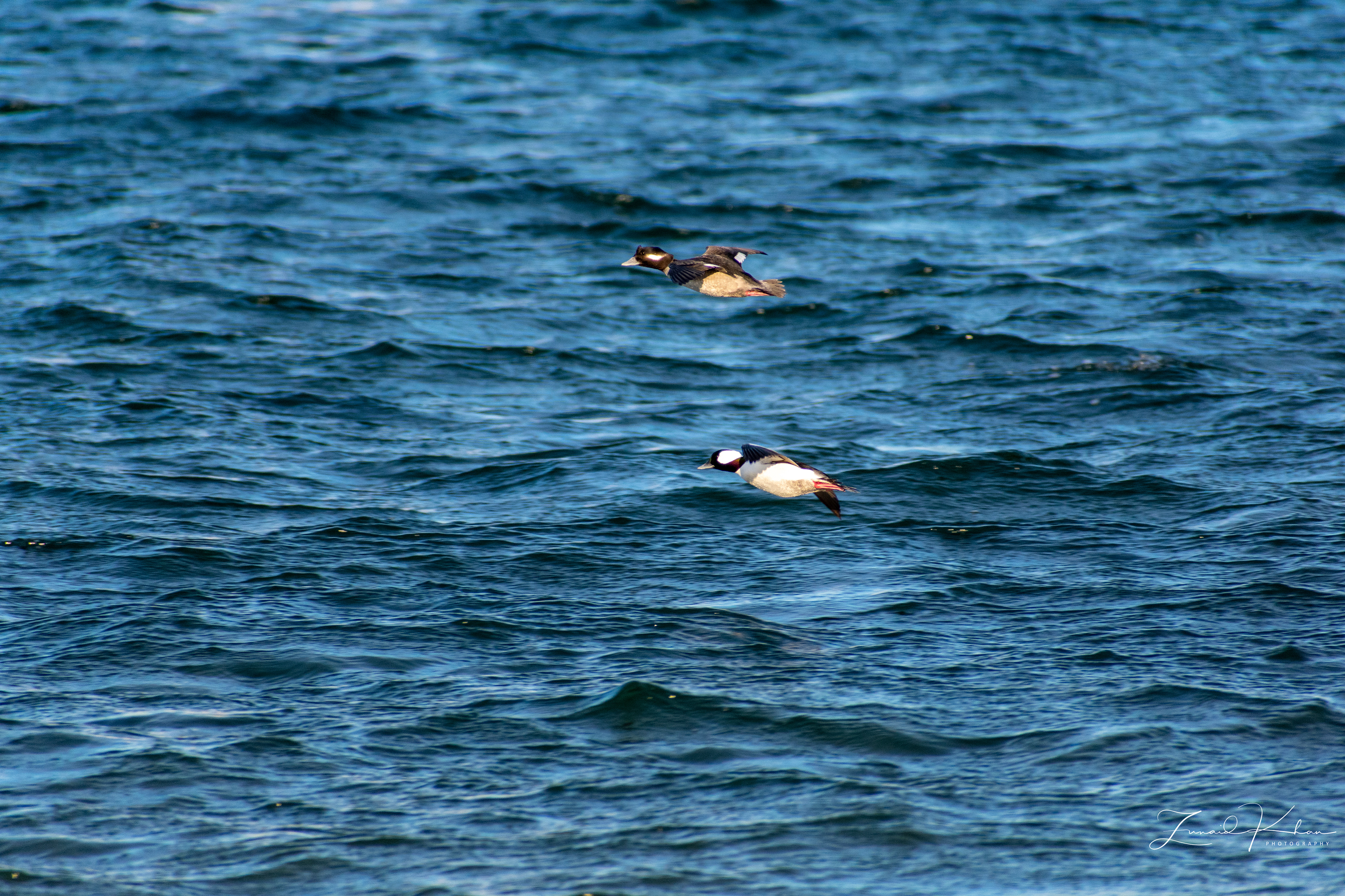 Bufflehead Ducks in flight