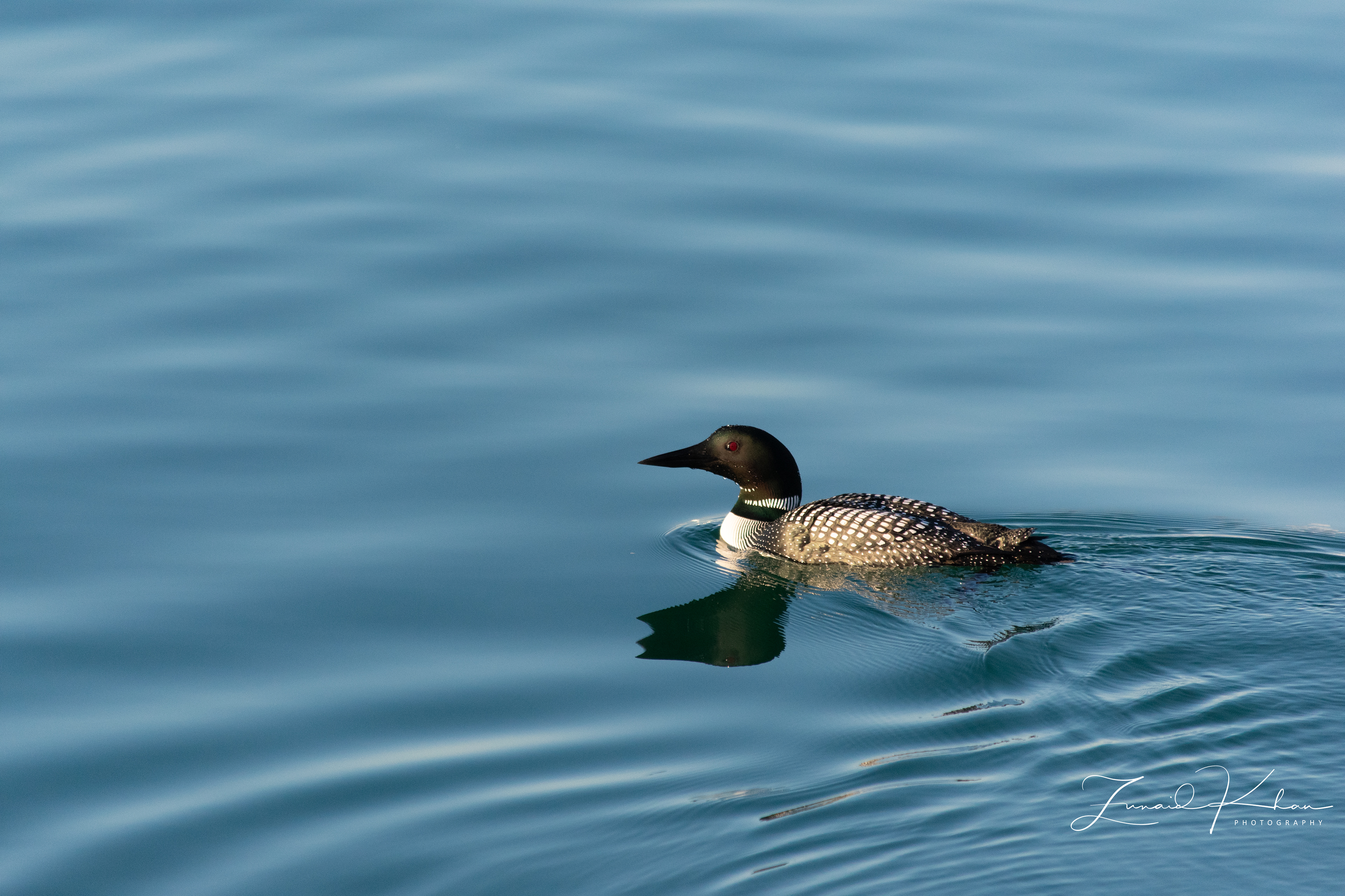 Common Loon - Reflection
