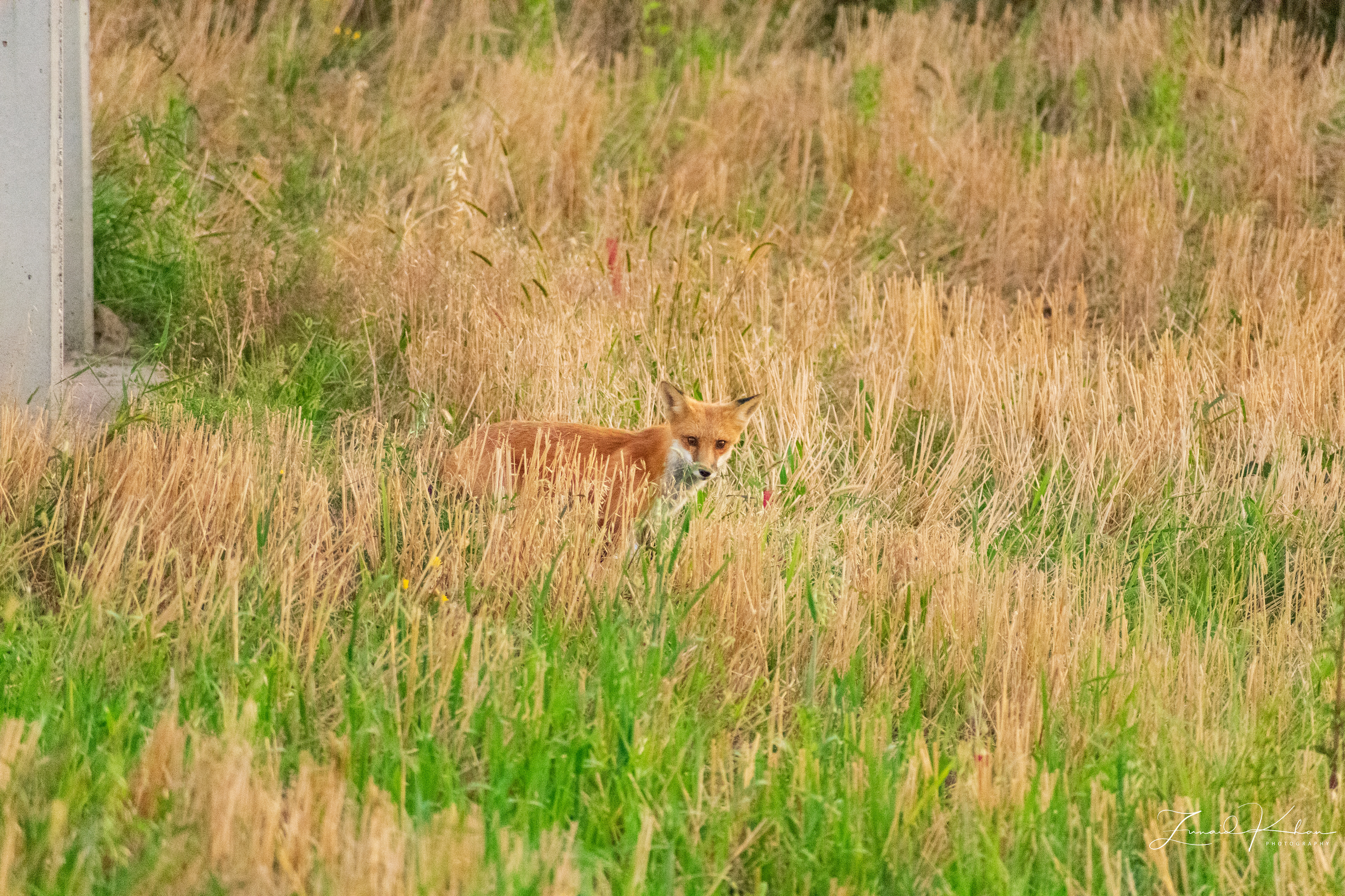 Fox in field