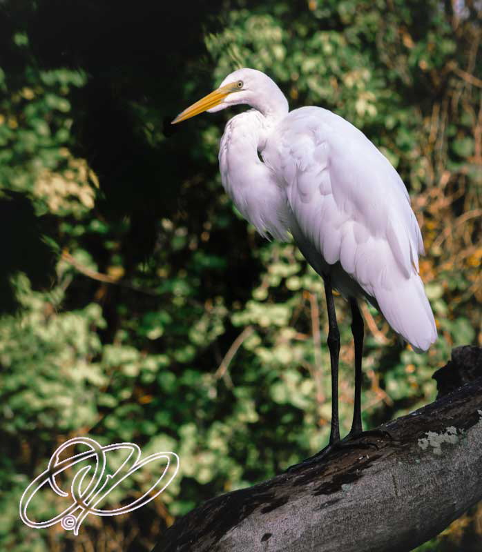 Great White Egret