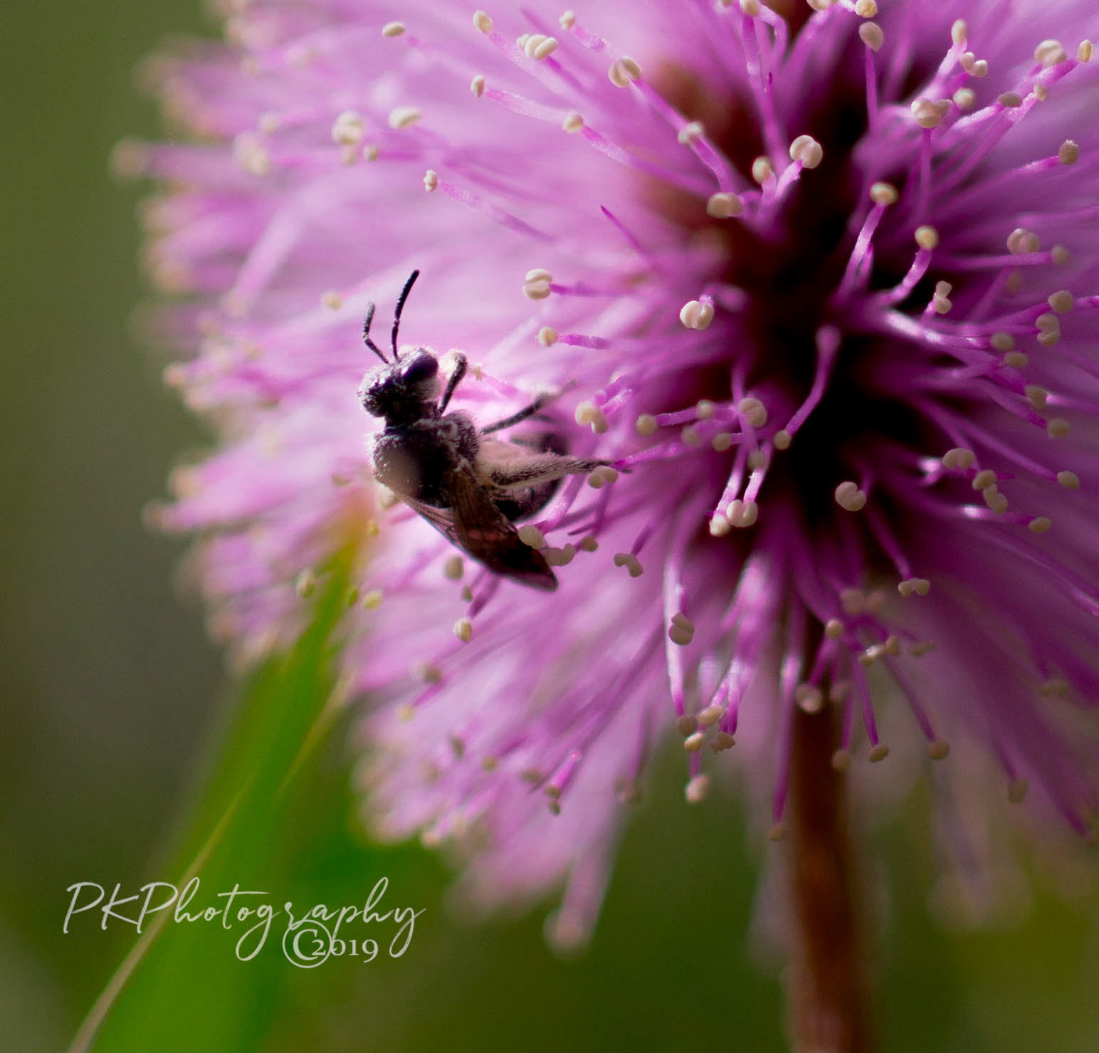Even the tiniest blooms have pollenators.