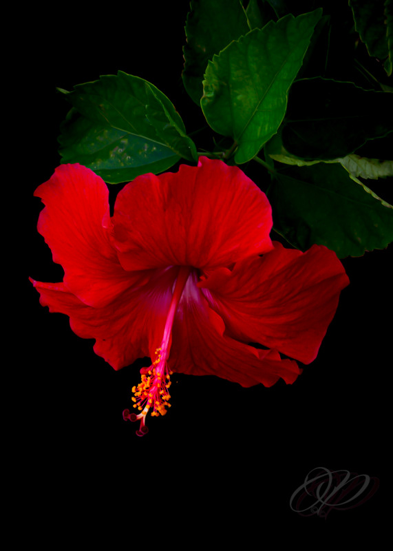 Hibiscus