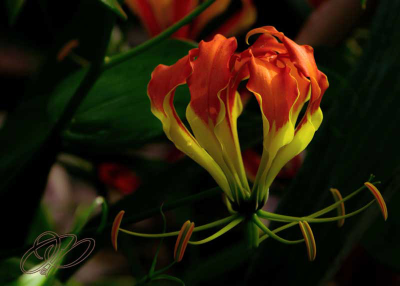 Fire Lilly 2