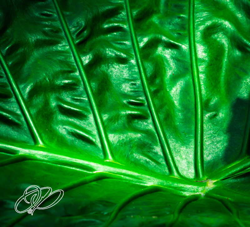 Elephant Ear Leaf