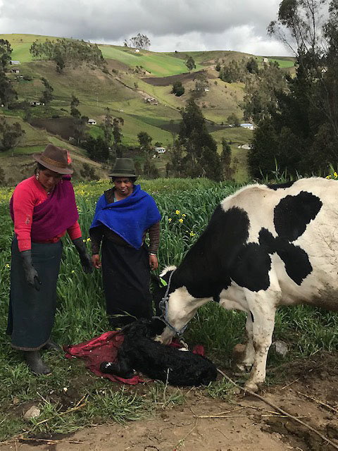 A baby calf is born.