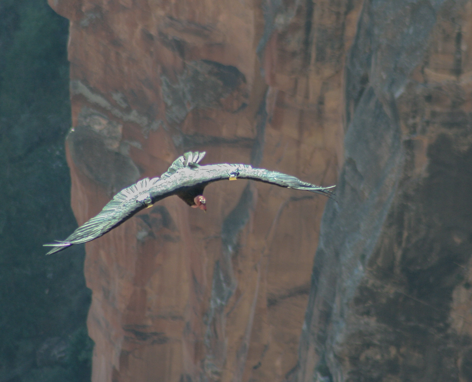 Grand Canyon Condor