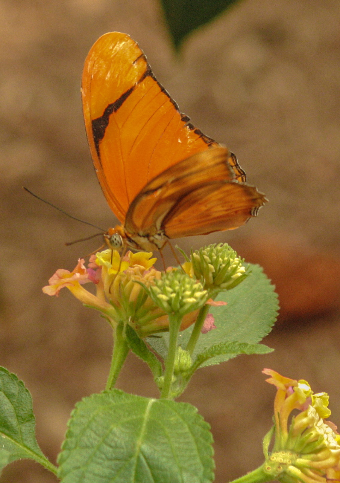 Butterfly 3