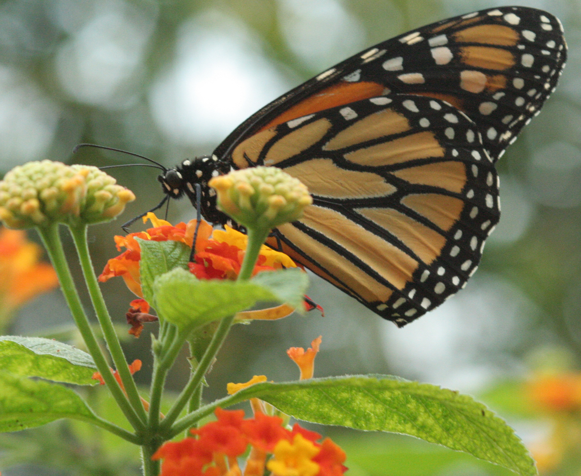 Butterfly 1