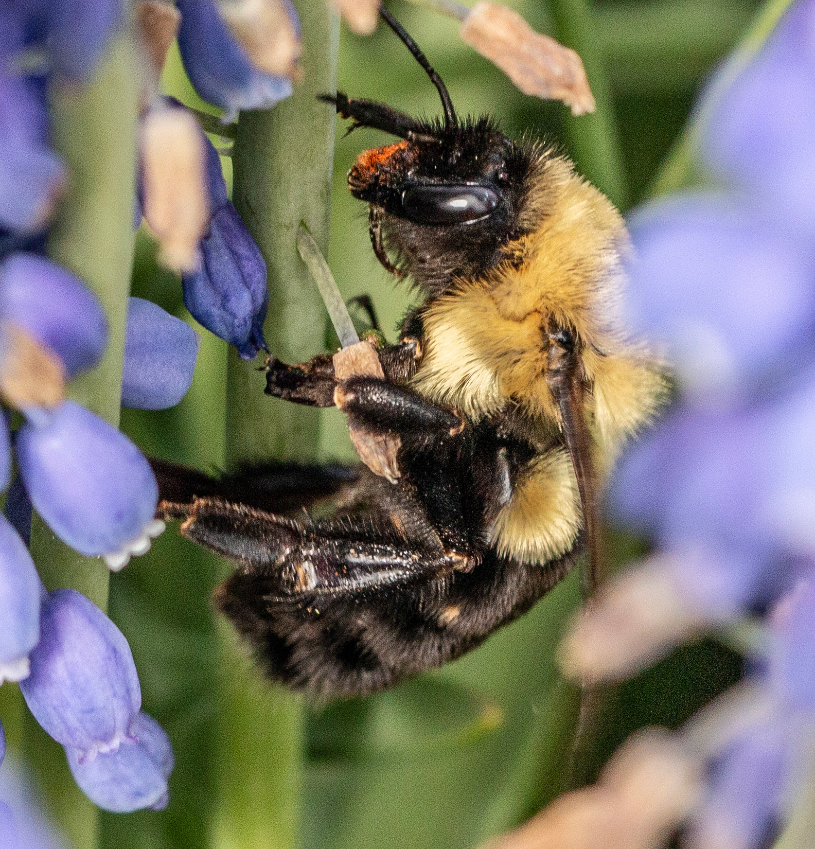 Spring bee 2