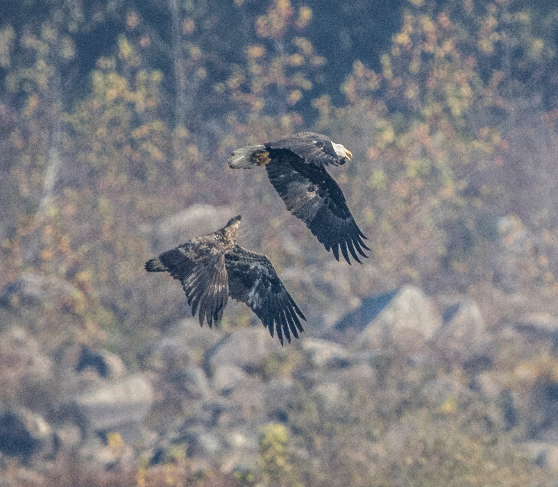 the chase
