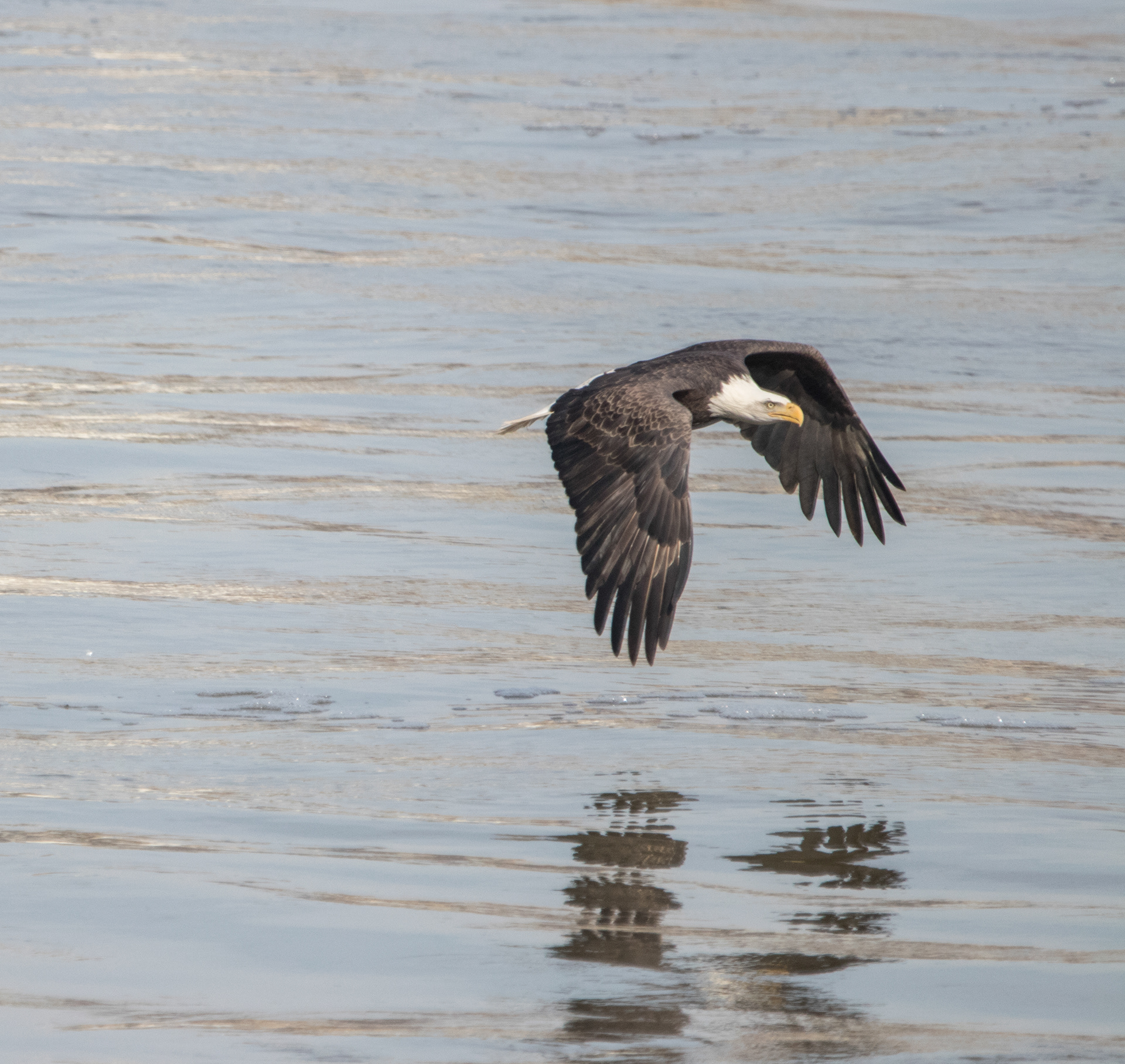 eagle reflection
