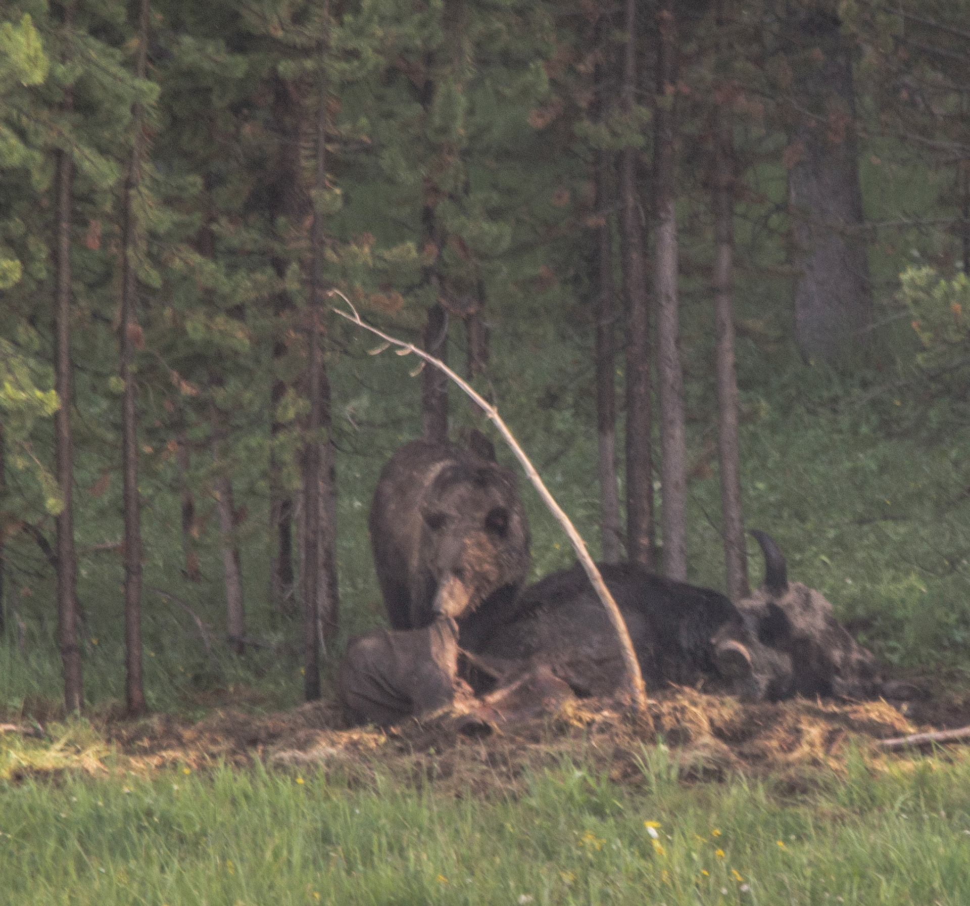 Grizzly with Bison