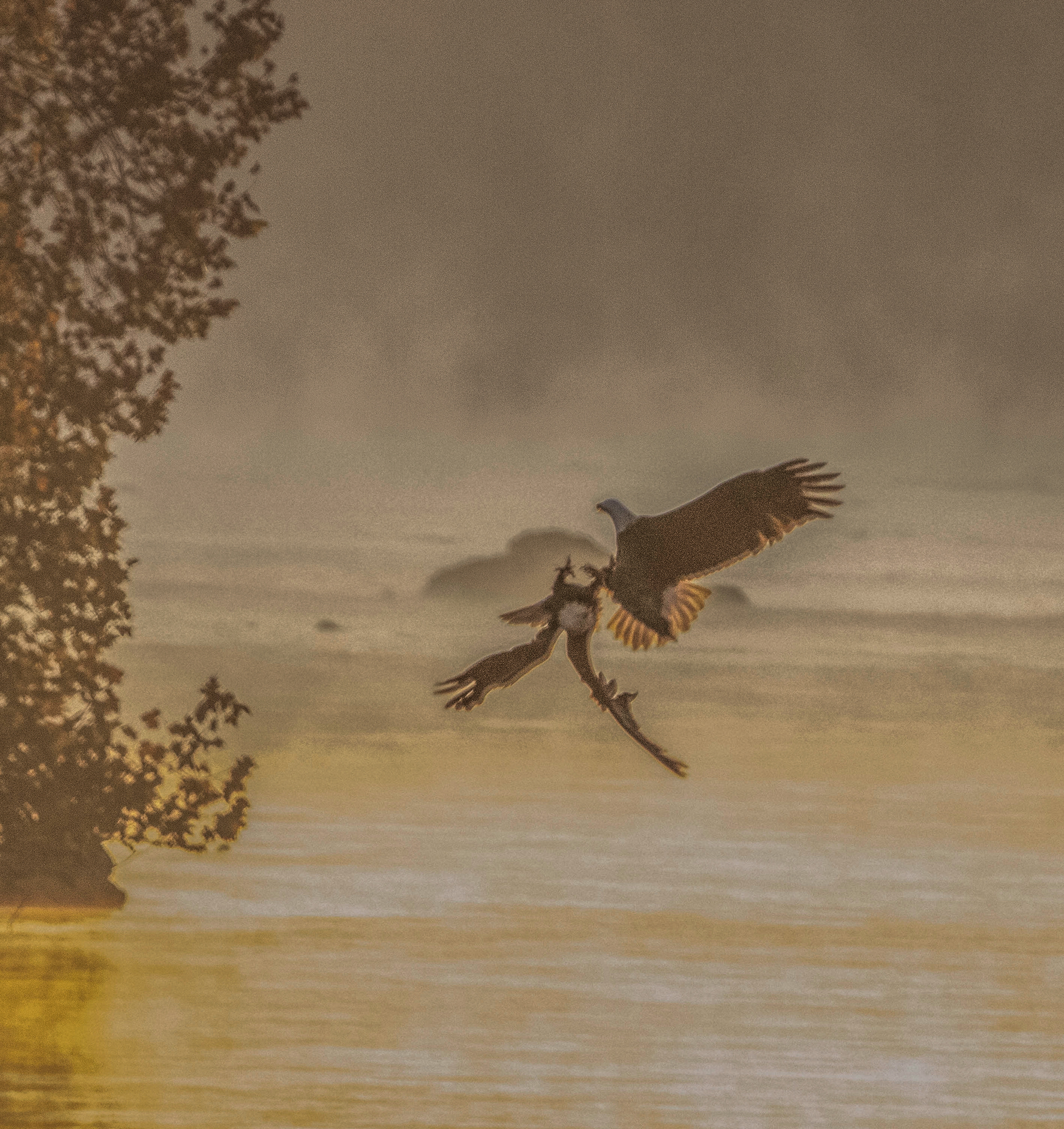 Eagle fight