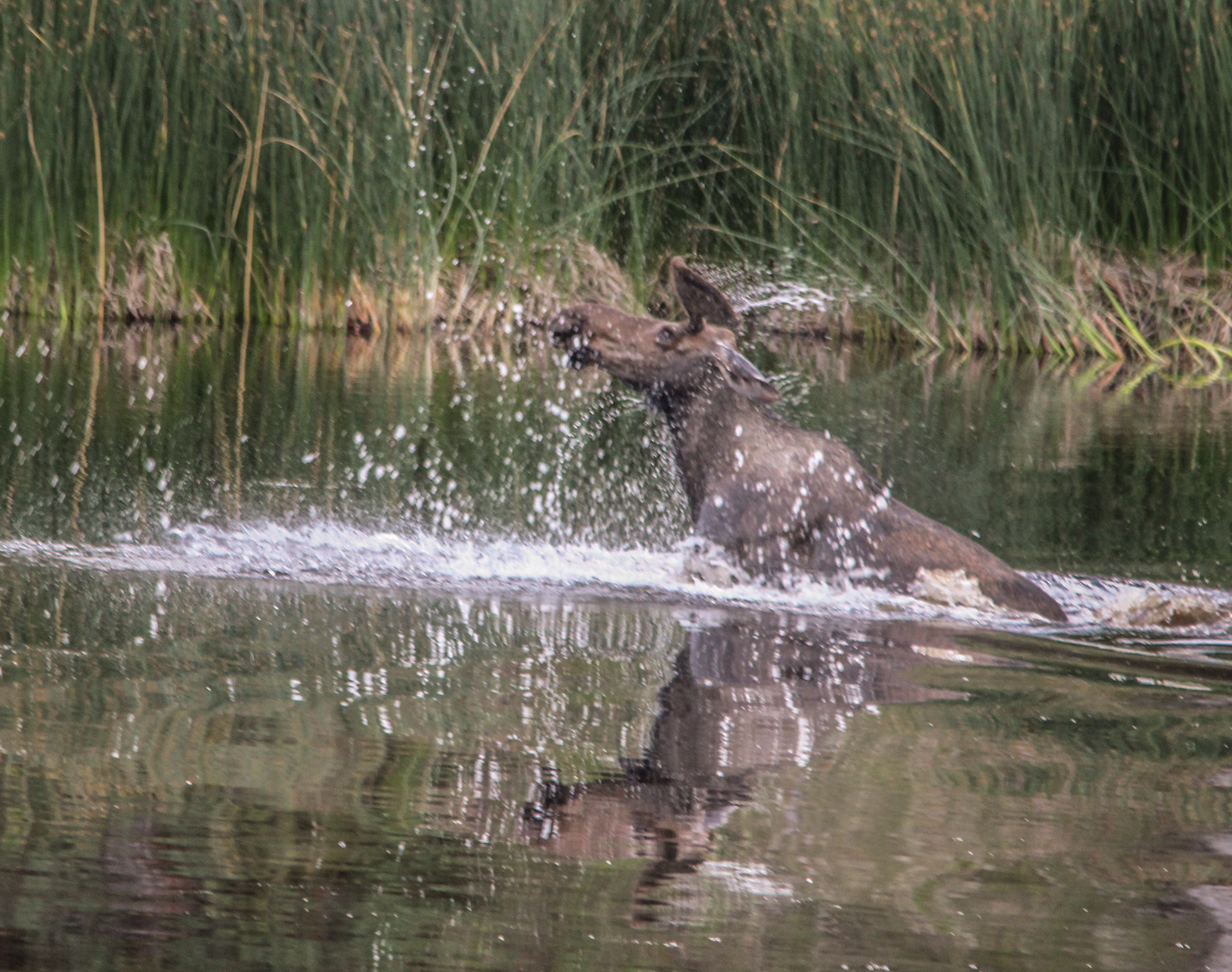 bathing moose 1