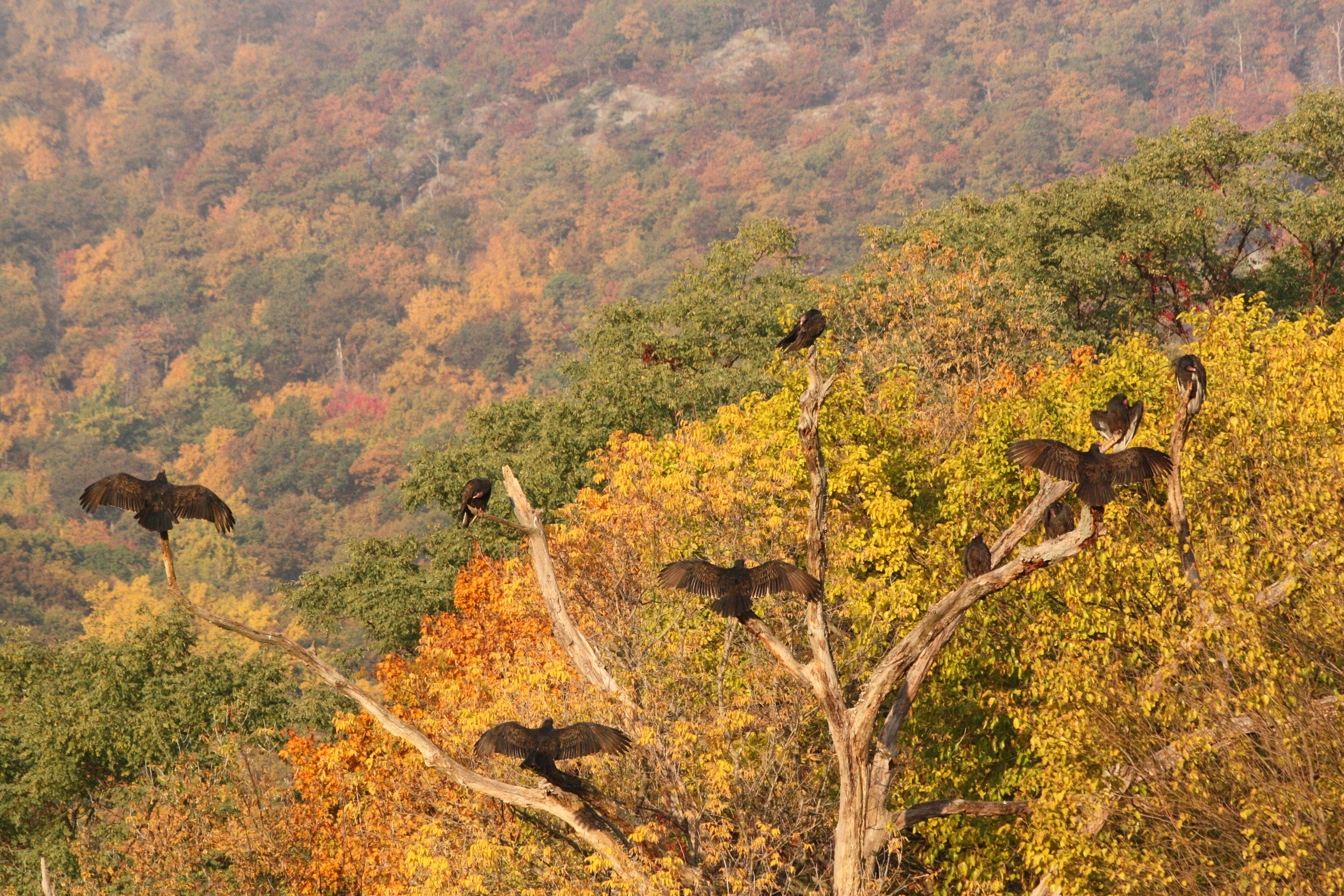 Turkey Vultures Enjoying the View