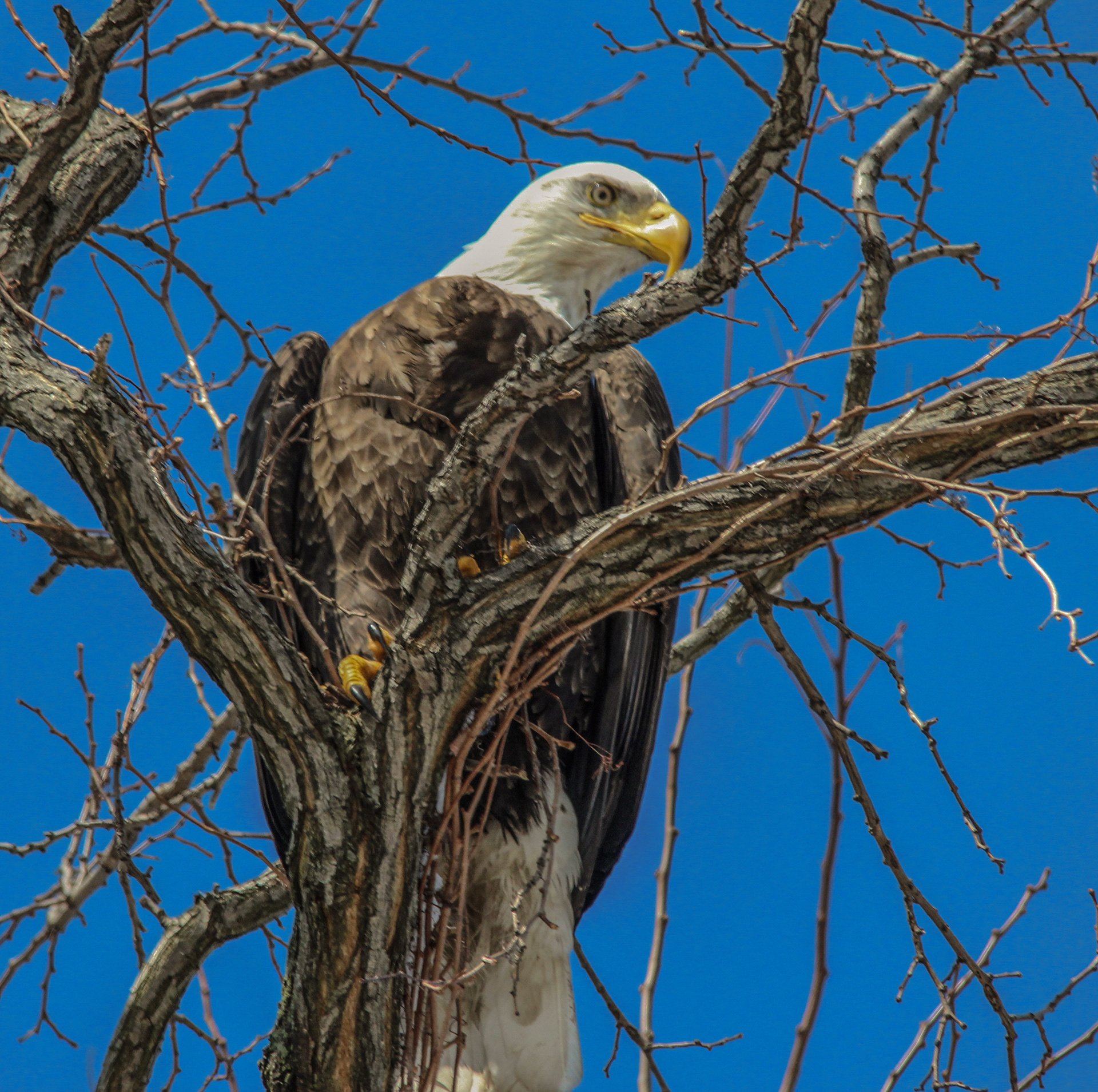 Watching Eagle