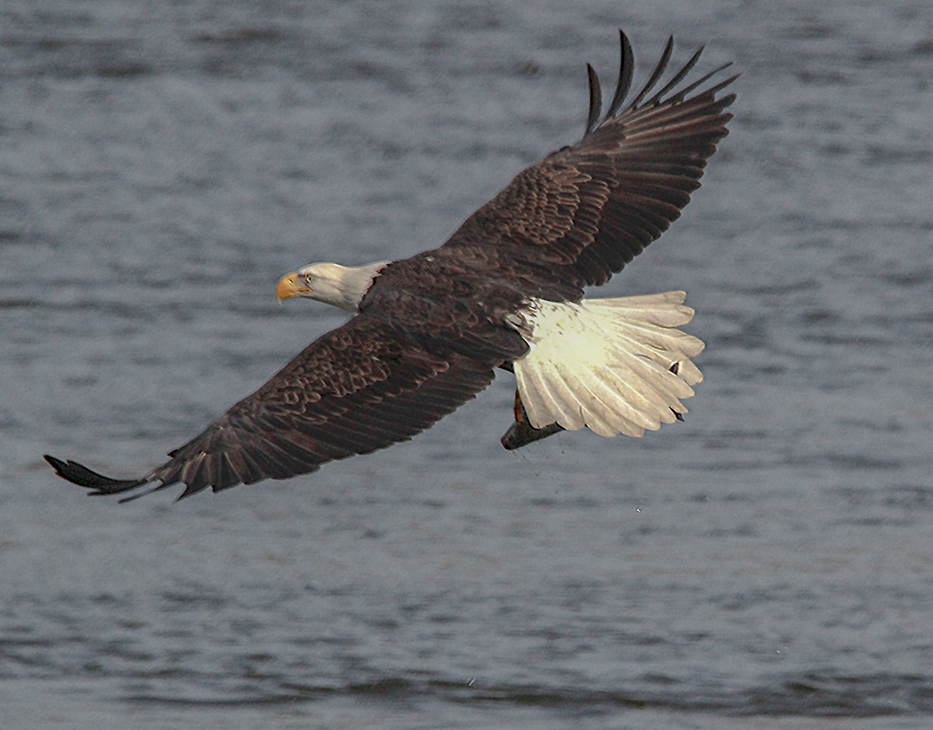 great catch
