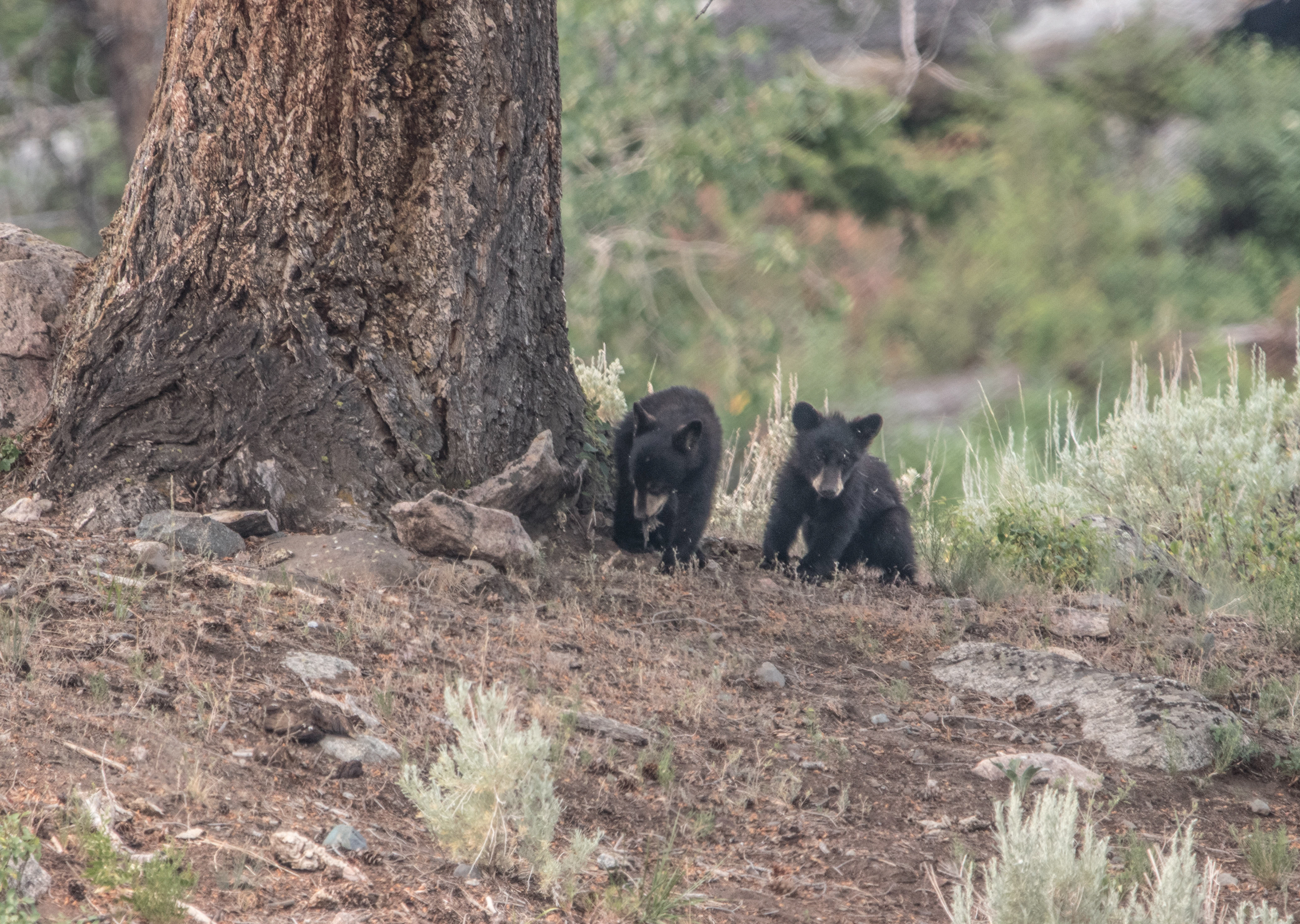 Yellowstone Black Cubs