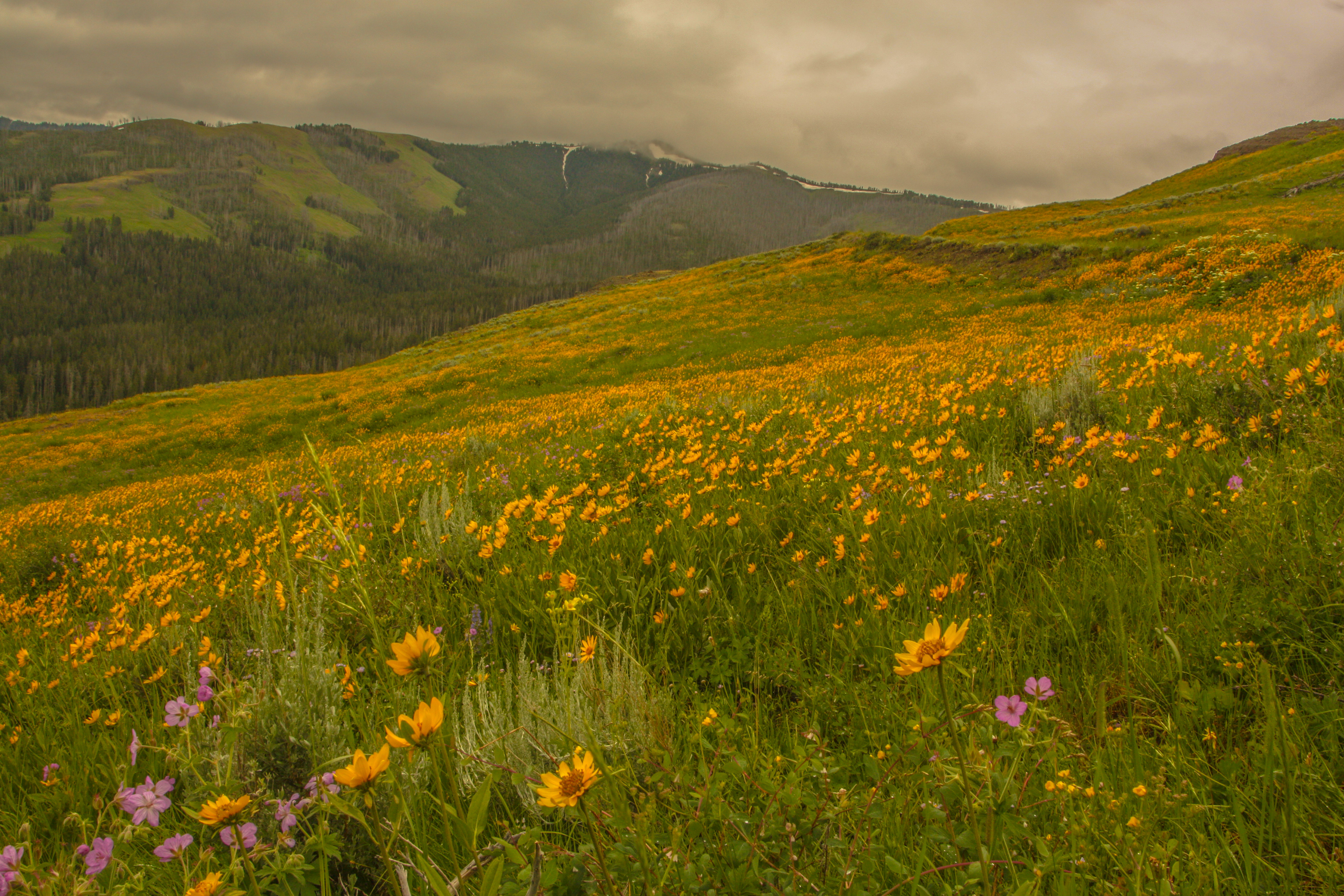Wild Flowers of Yellowstone