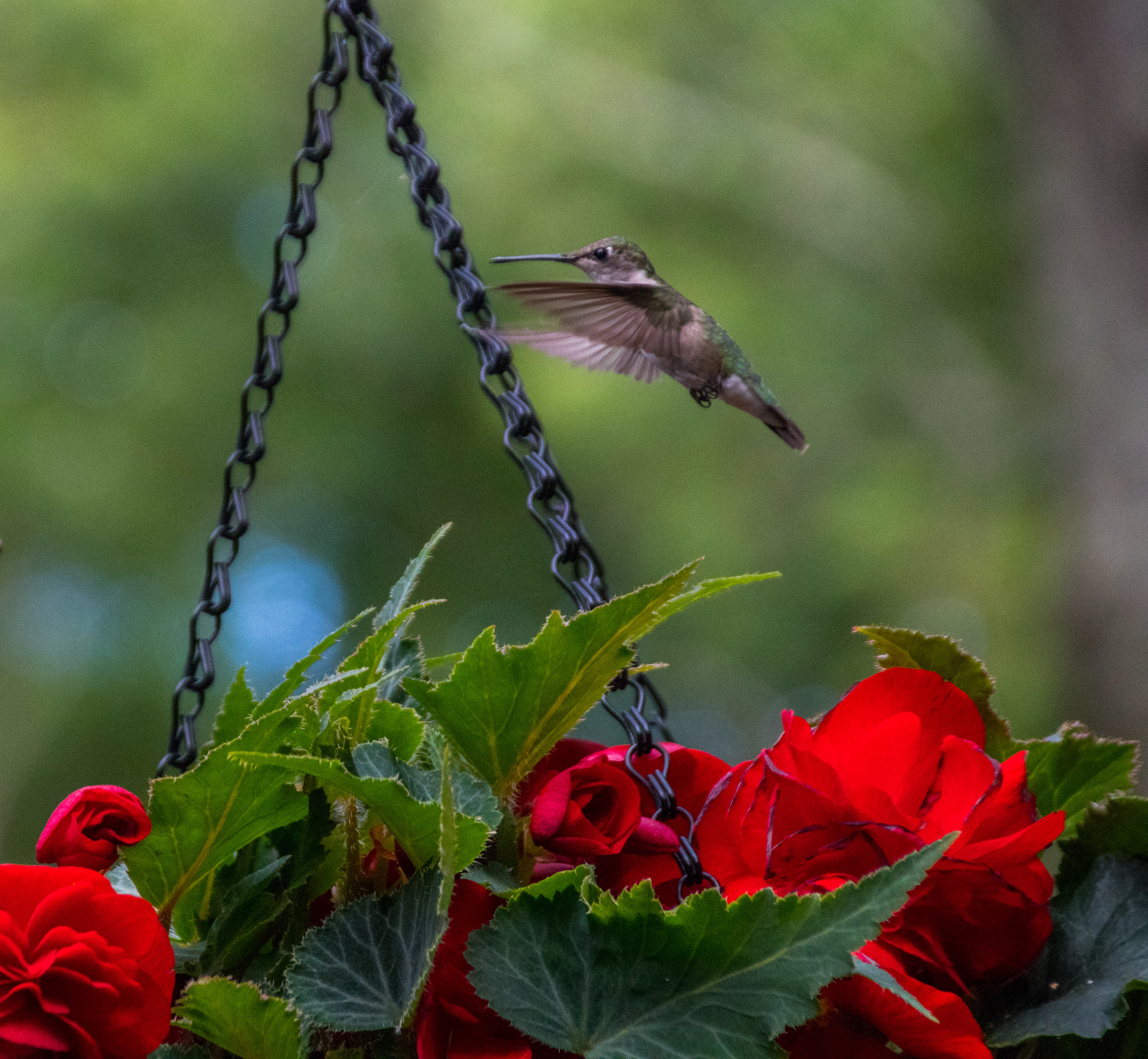 Hummingbird 3