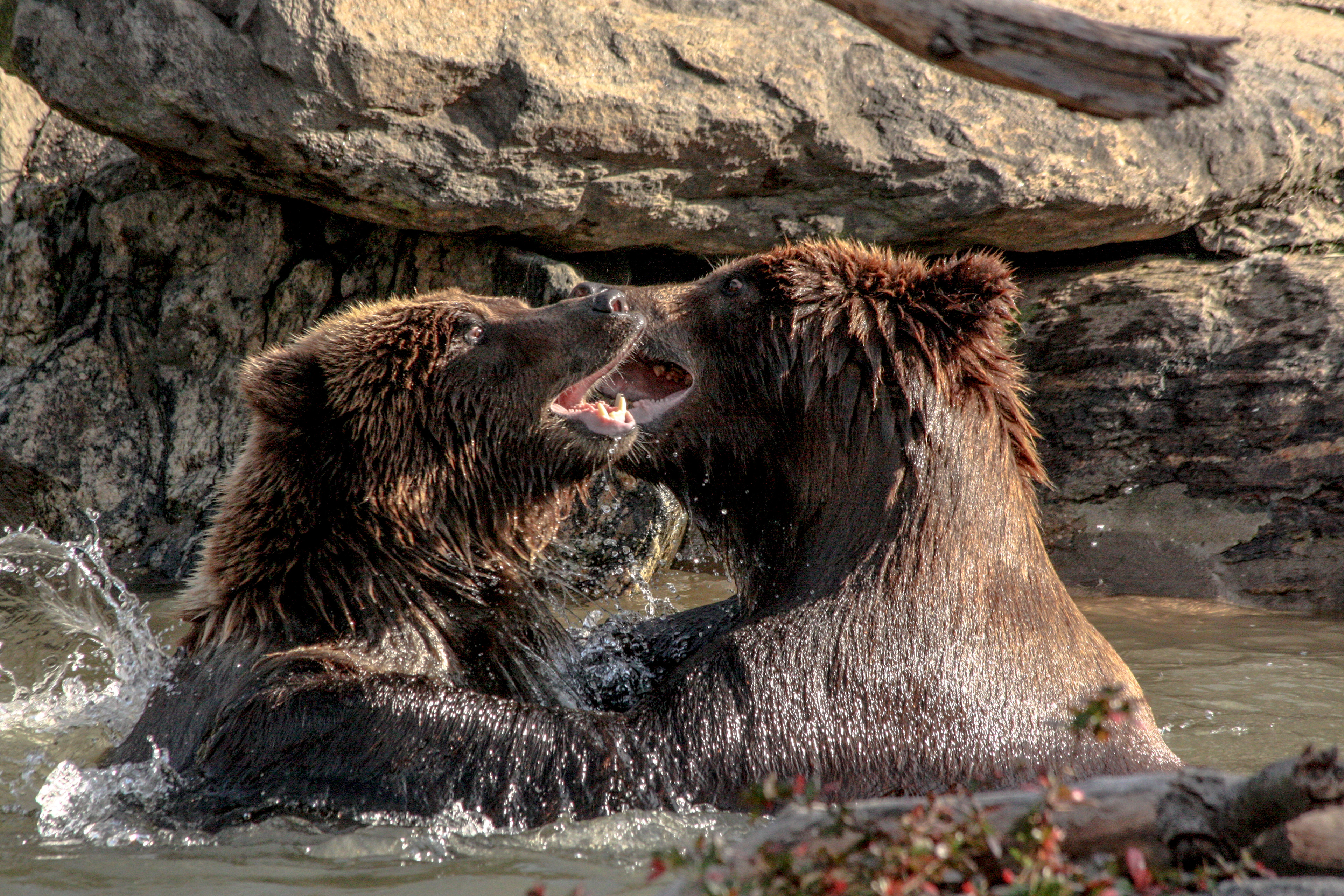 Brown Bears at Bronx Zoo