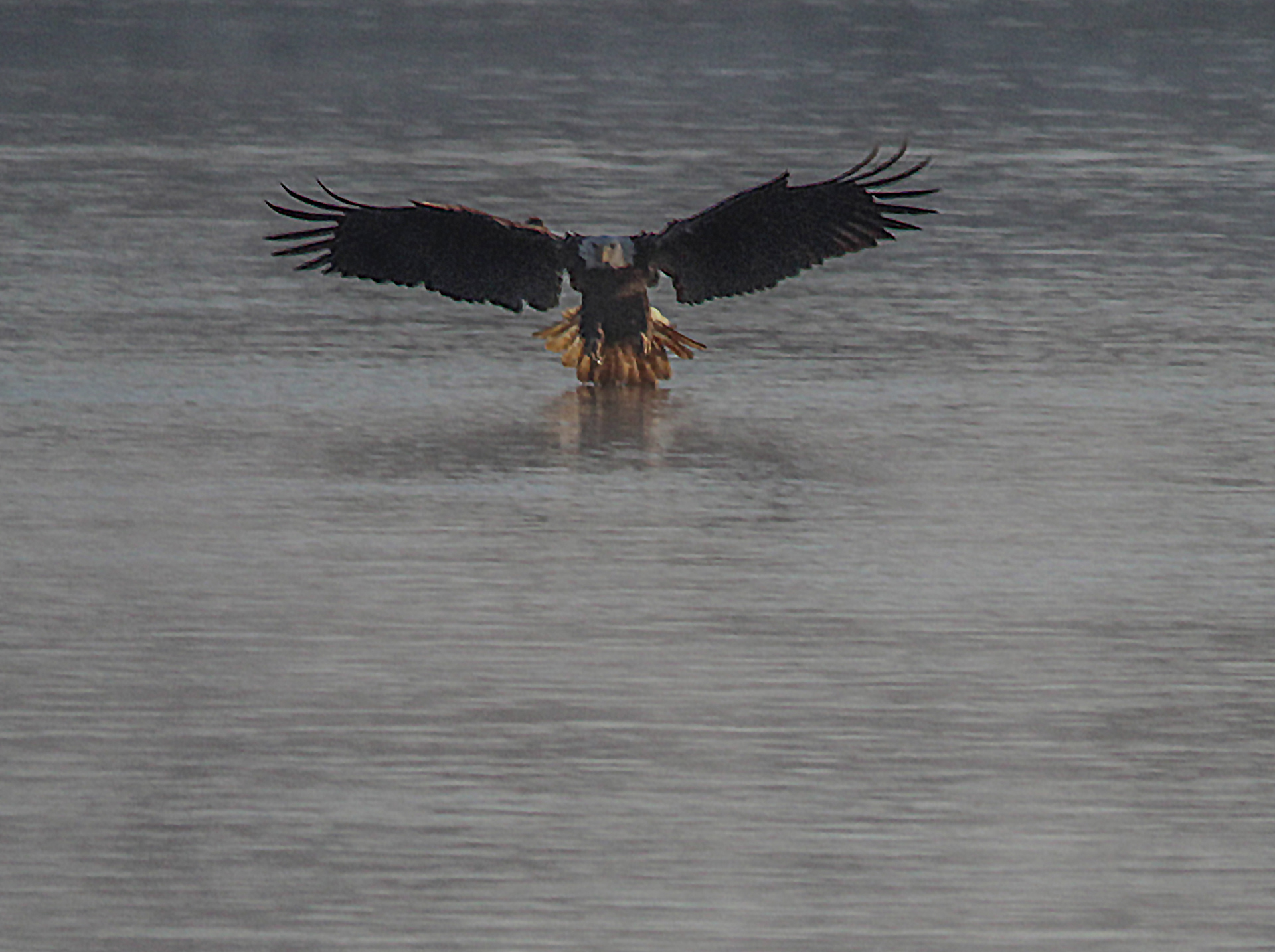 ready to grab the fish