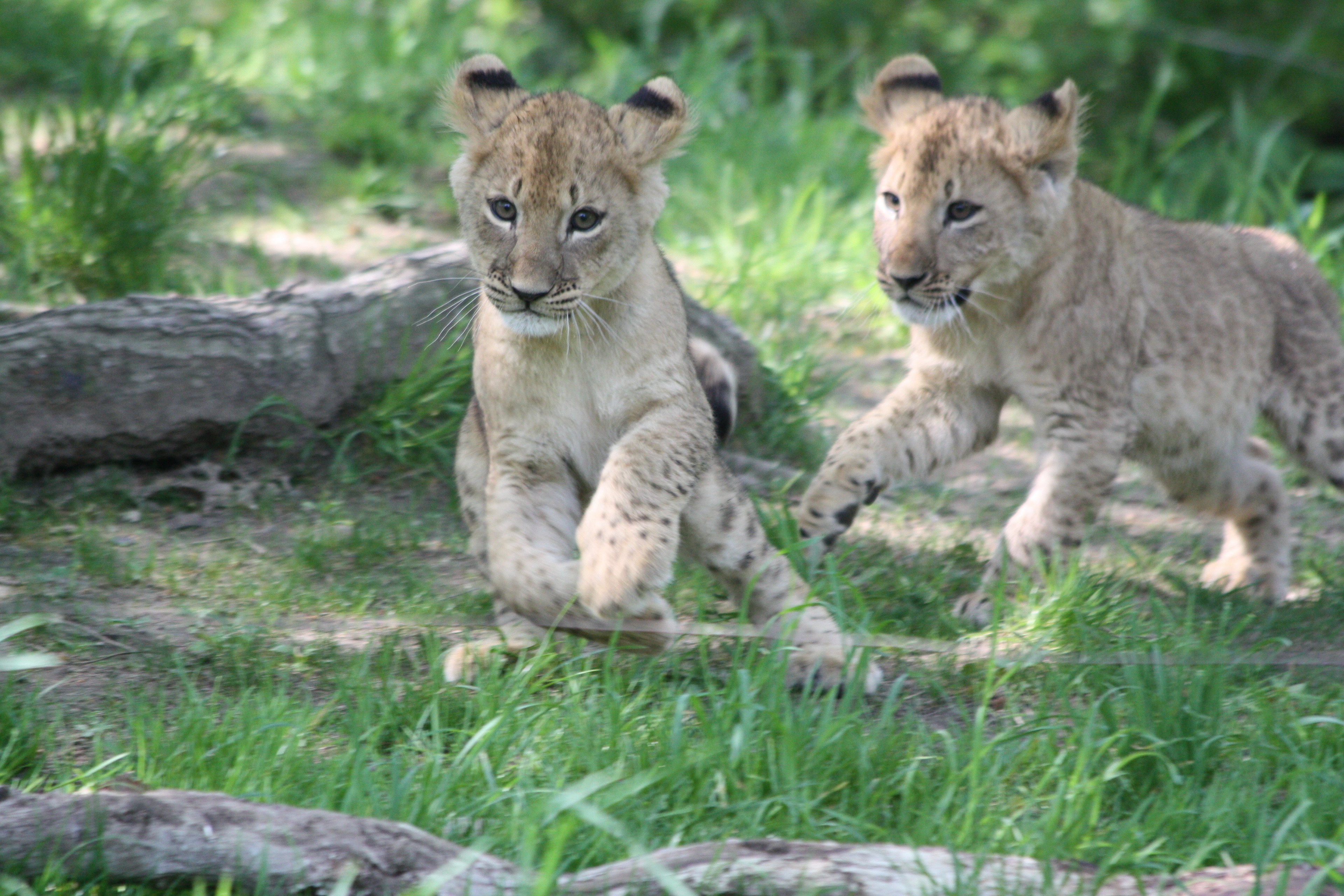 Lion Cubs at Bronx Zoo