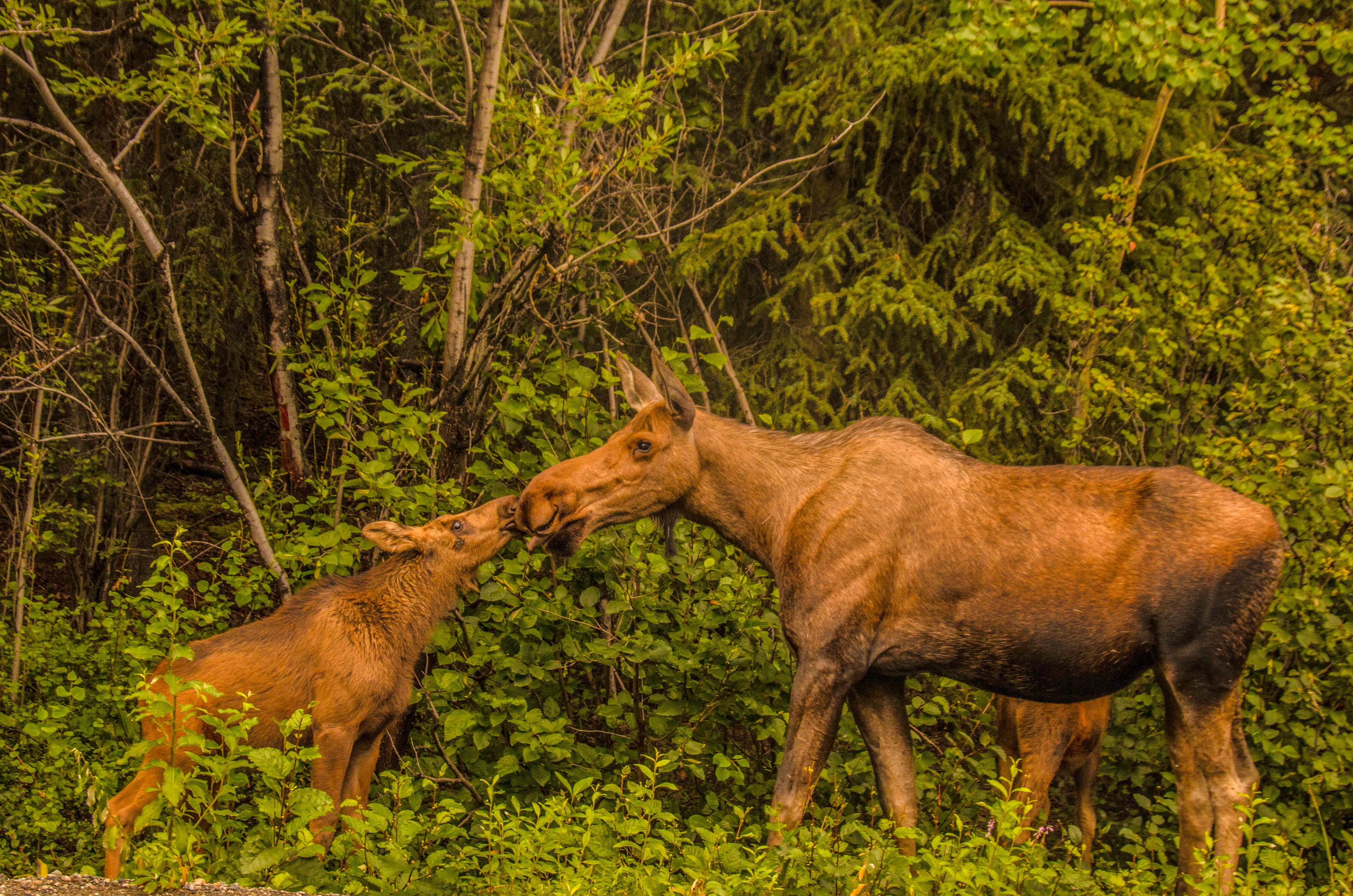 Kiss From Mom