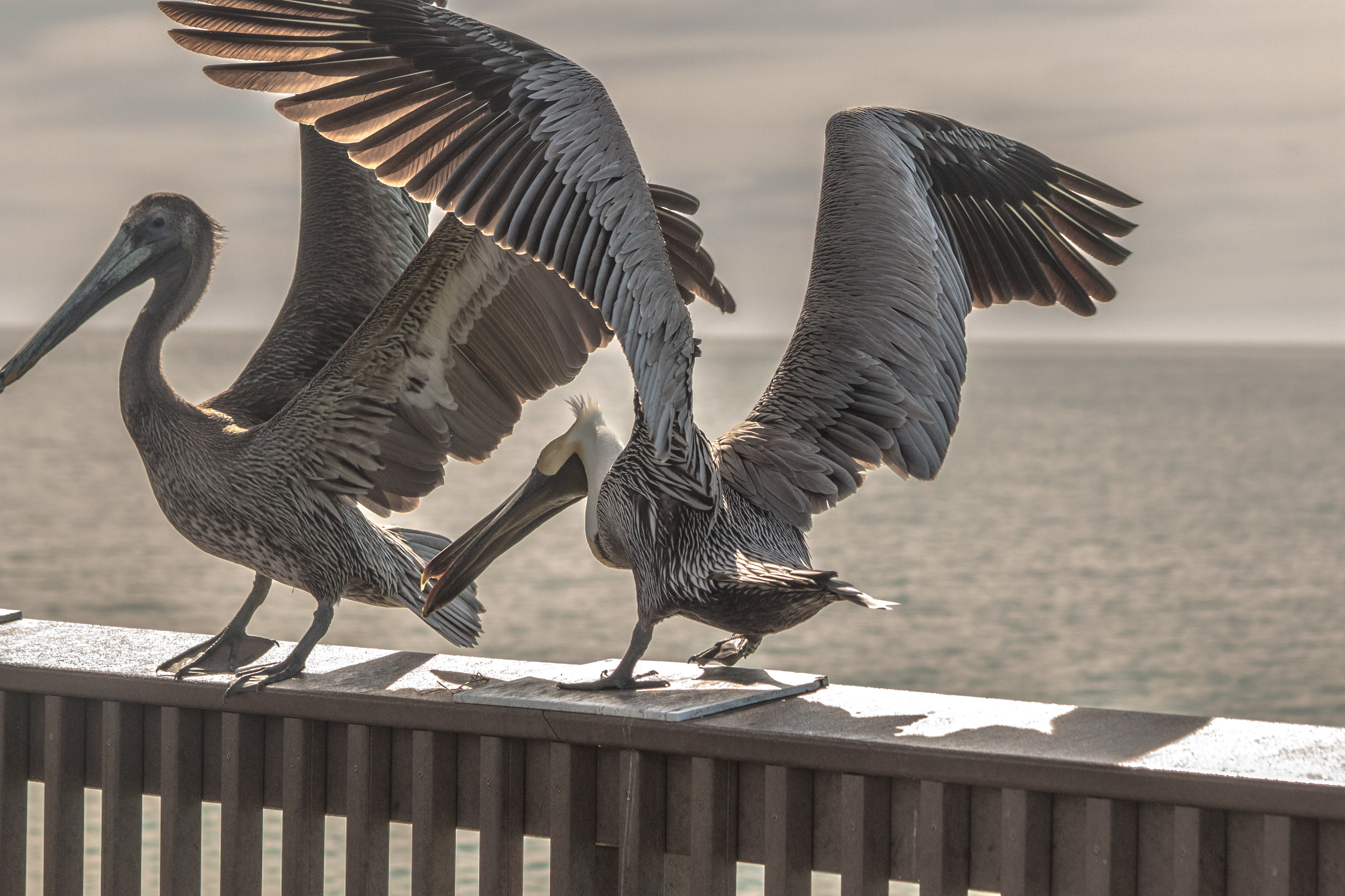 Flapping Pelicans