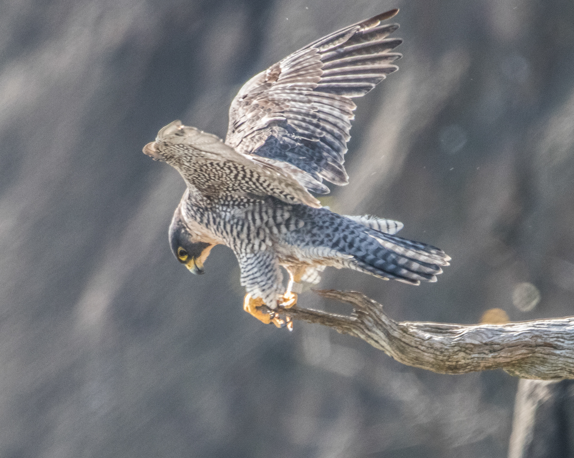 Perrigrine Takeoff