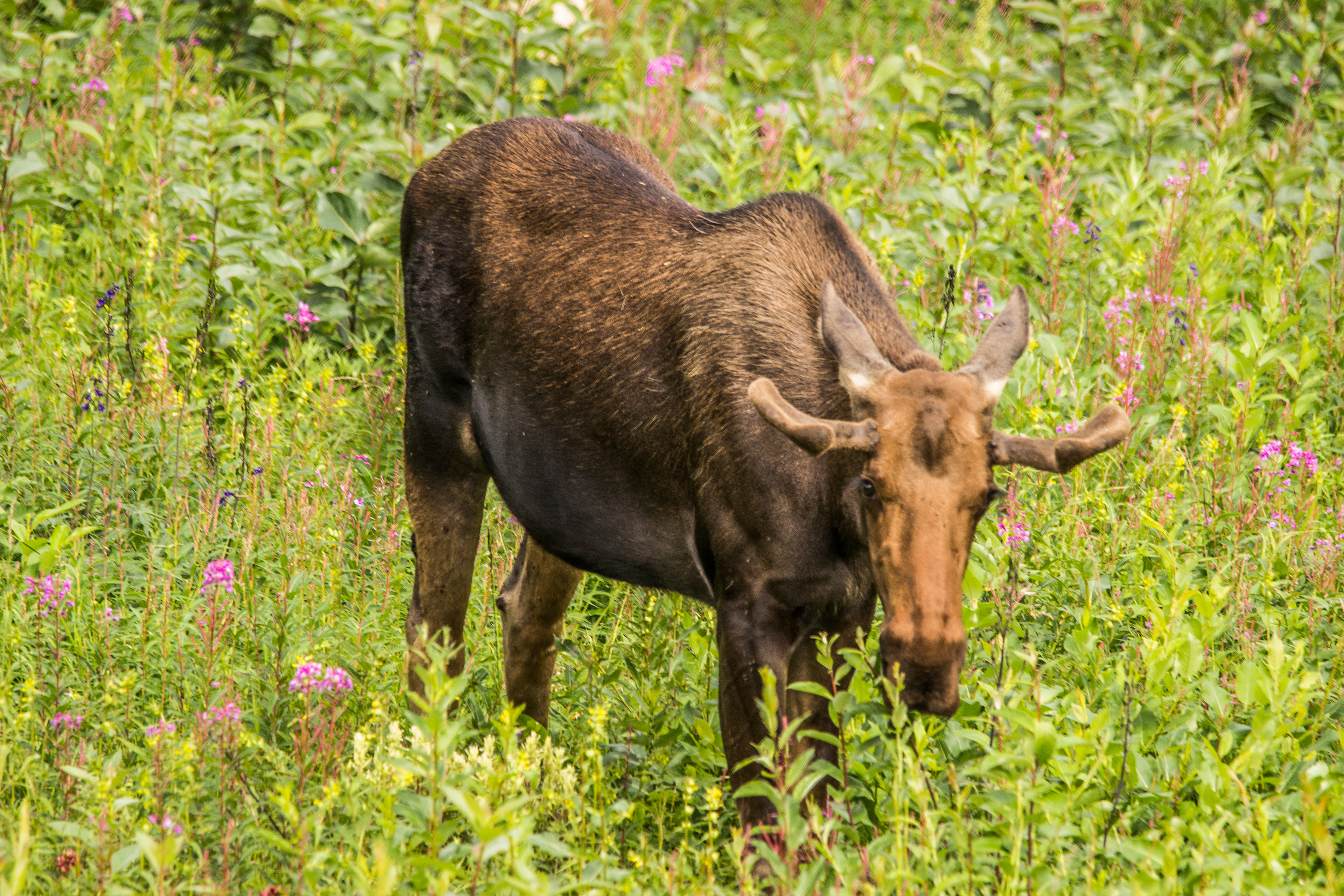 Alaska Moose